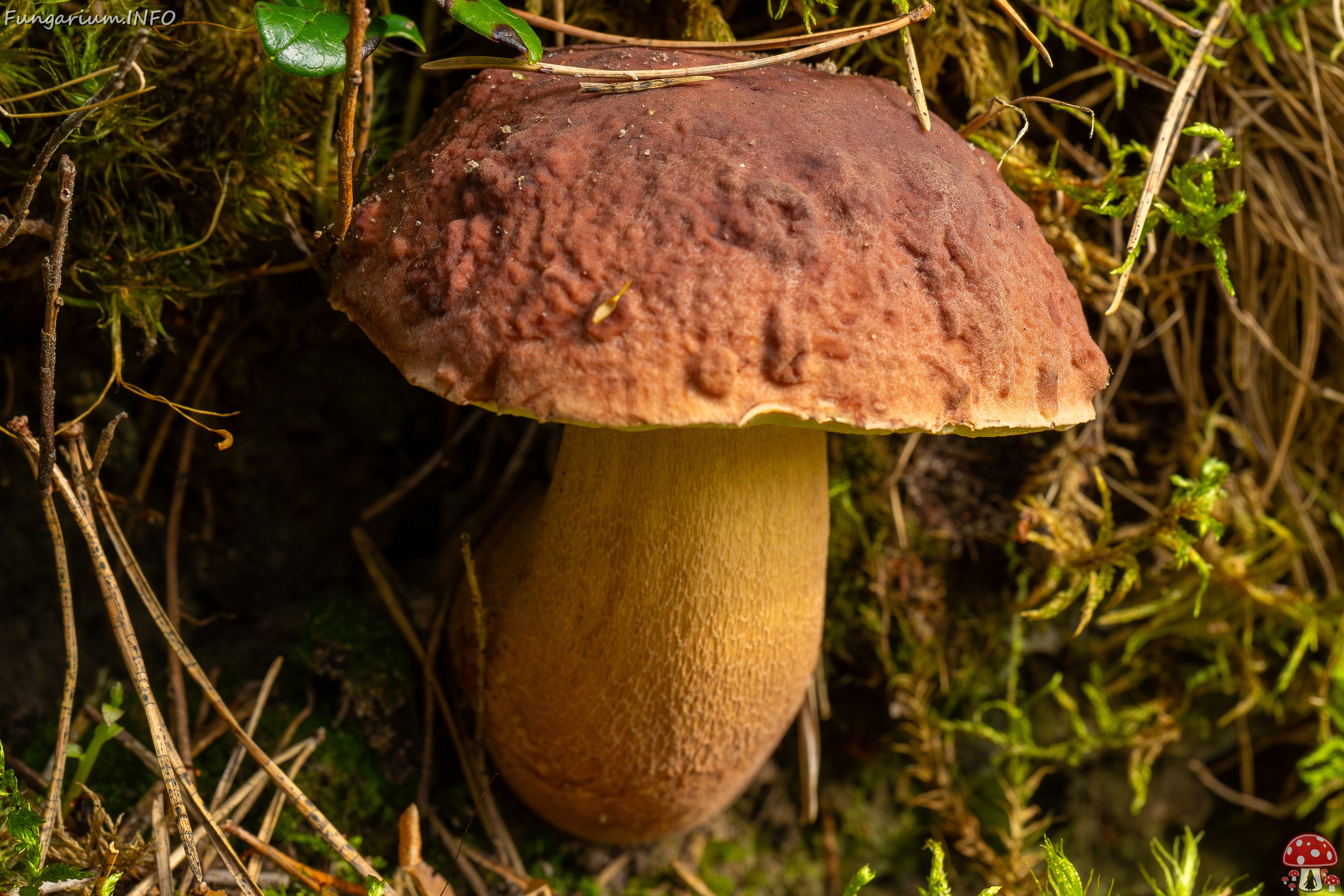 Boletus pinophilus _2025-09-06_1-3 