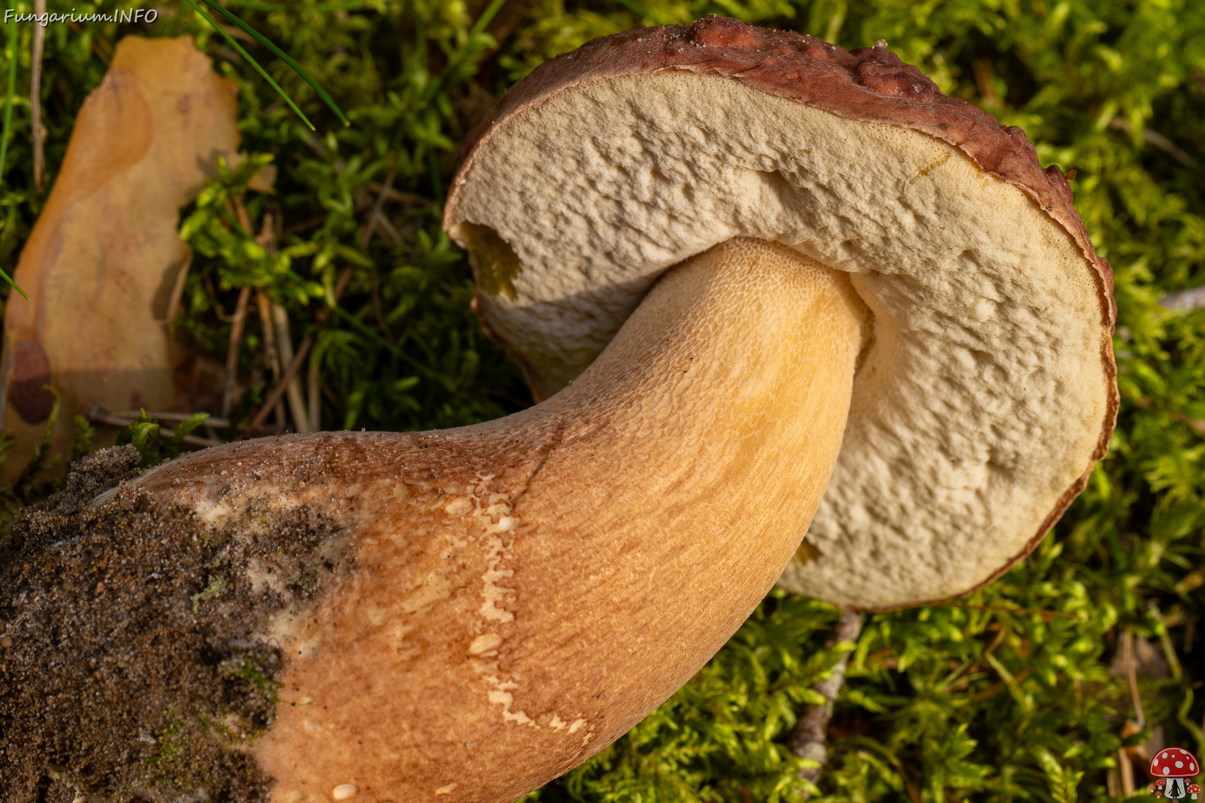 Boletus pinophilus _2025-09-06_1-5 
