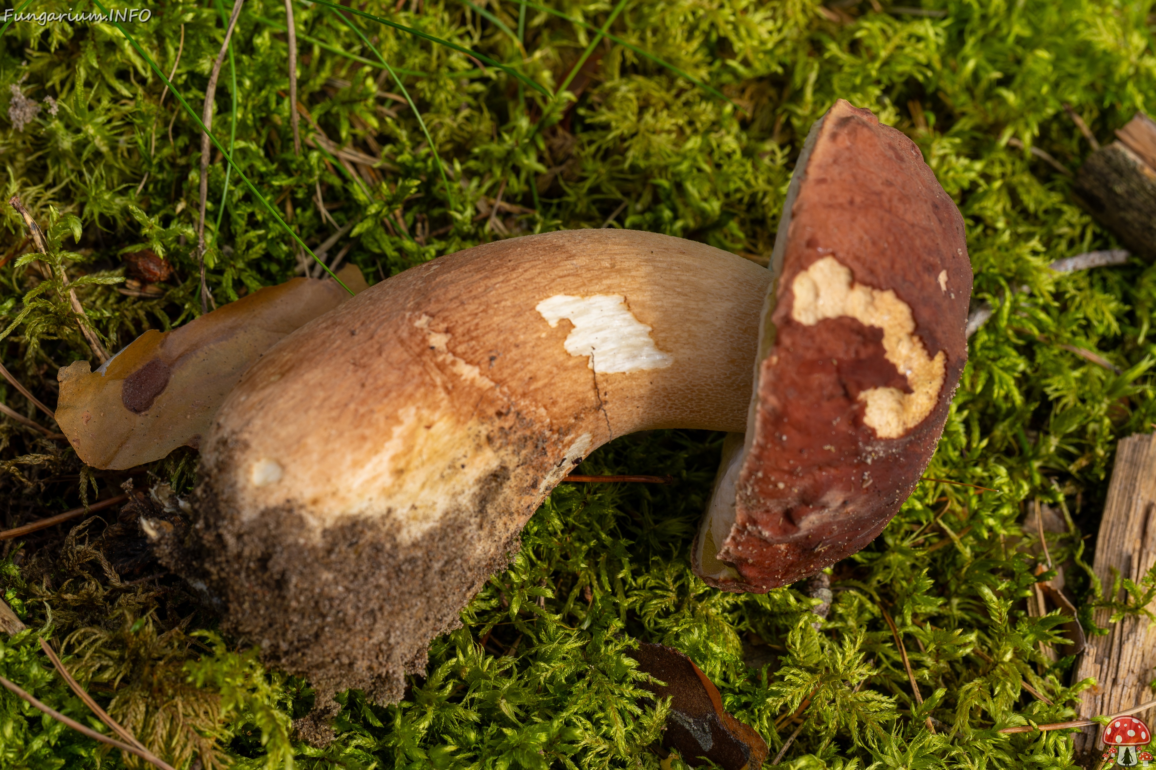 Boletus pinophilus _2025-09-06_1-6 