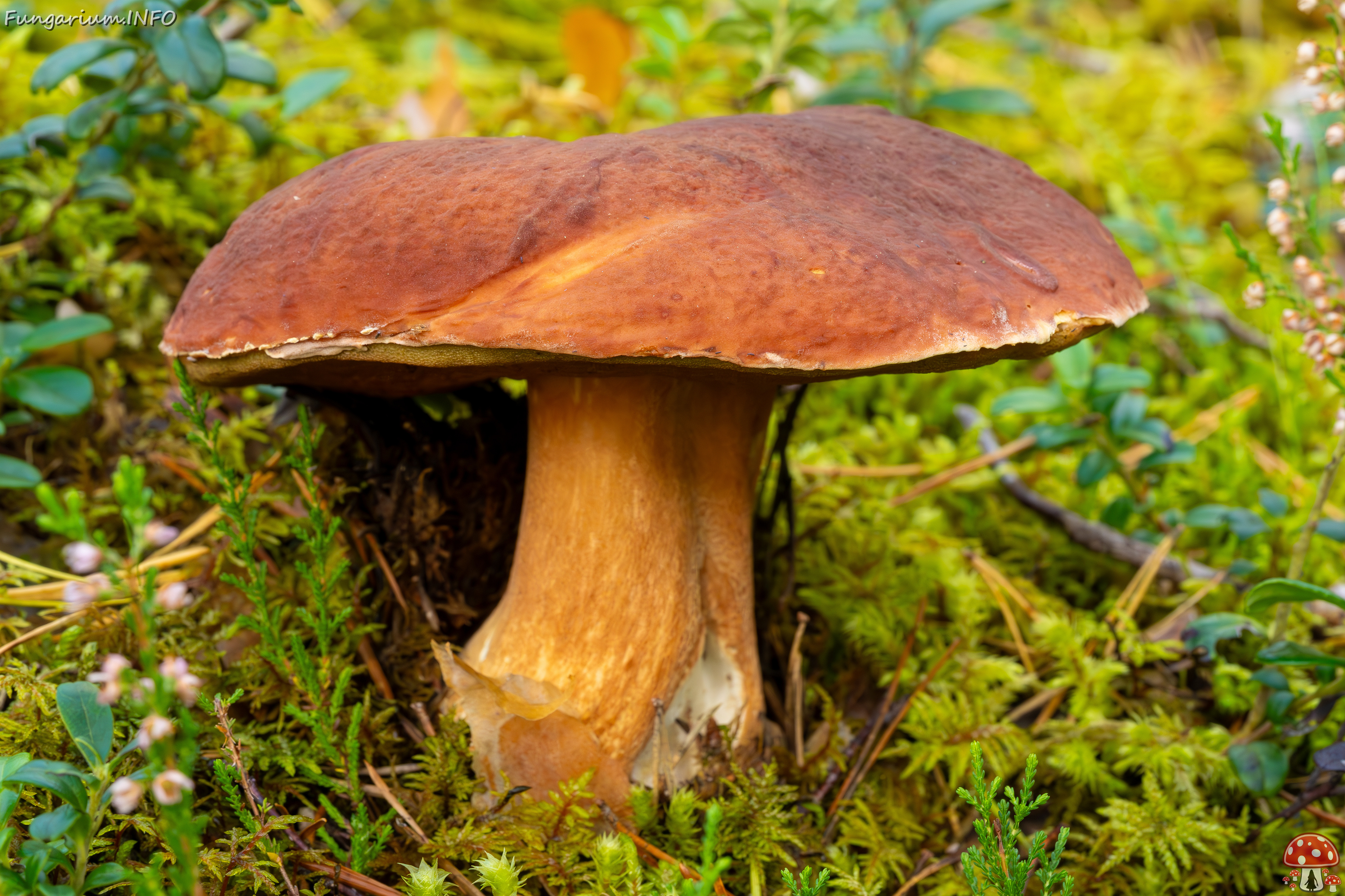 bBoletus-pinophilus_2023-09-14_1-1 