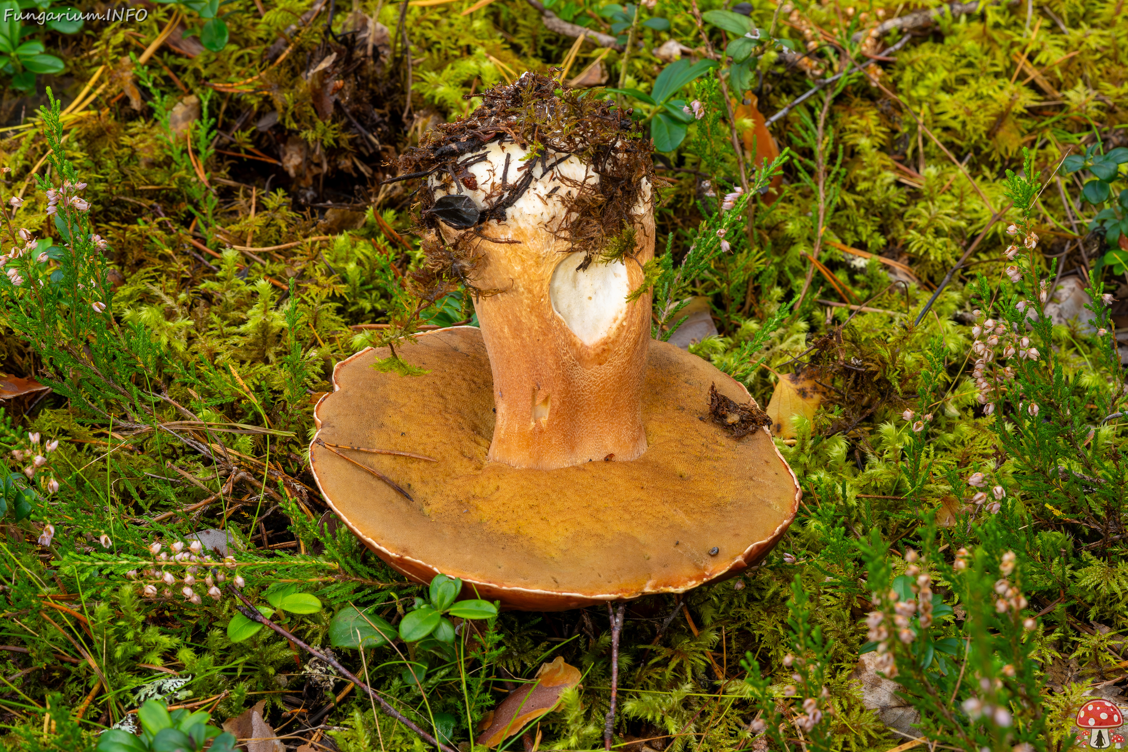 bBoletus-pinophilus_2023-09-14_1-10 