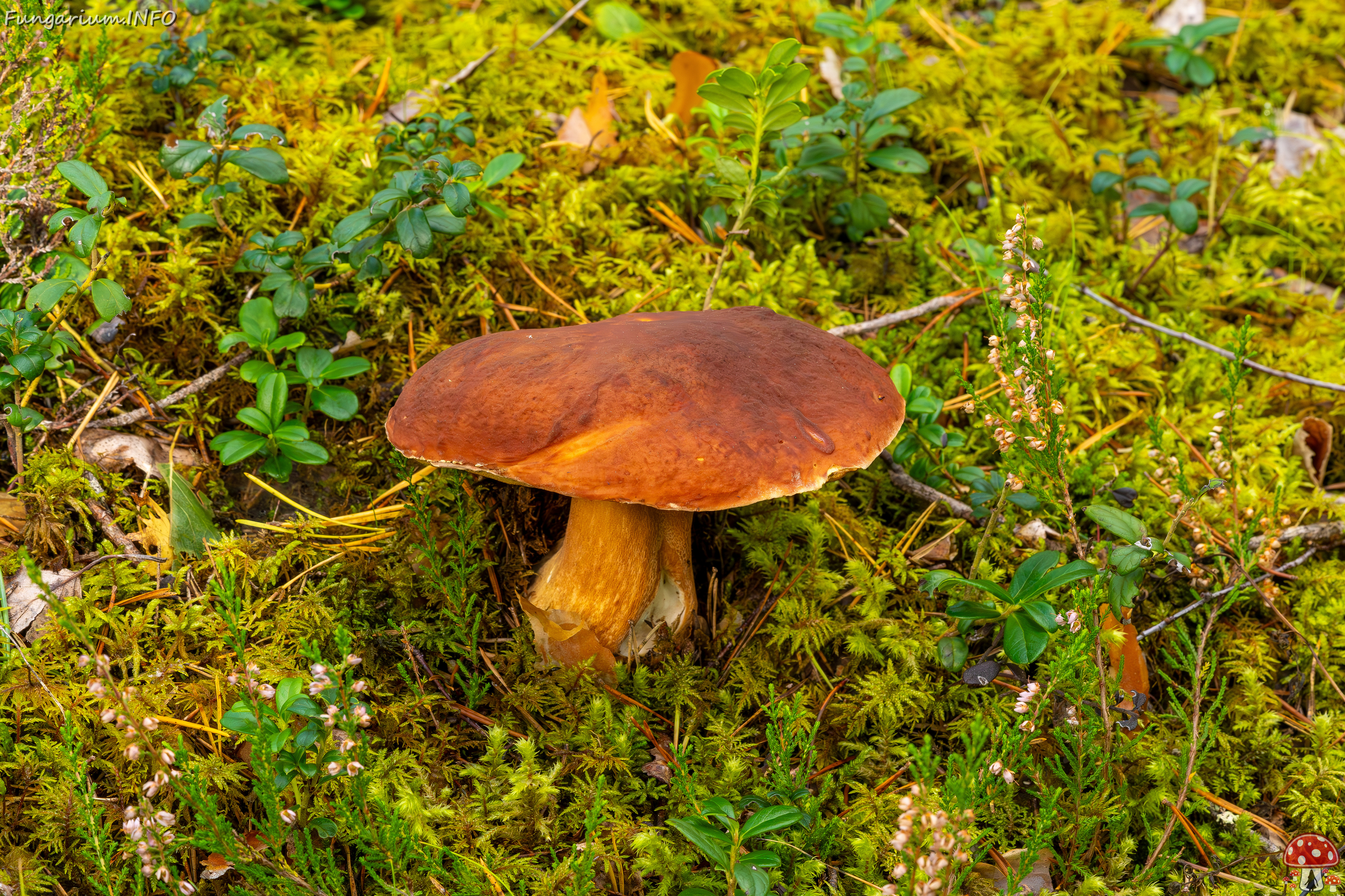 bBoletus-pinophilus_2023-09-14_1-2 