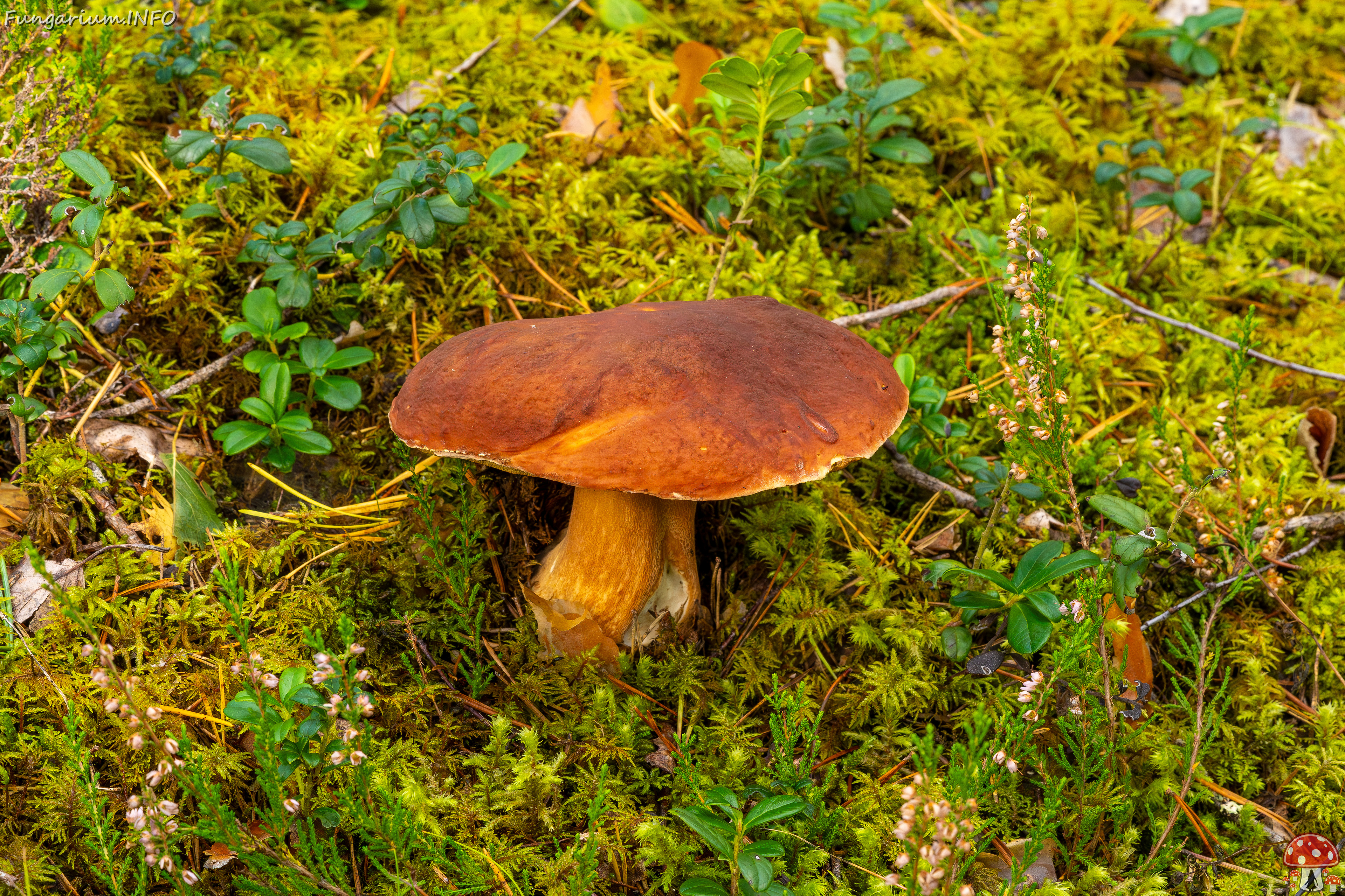 bBoletus-pinophilus_2023-09-14_1-3 