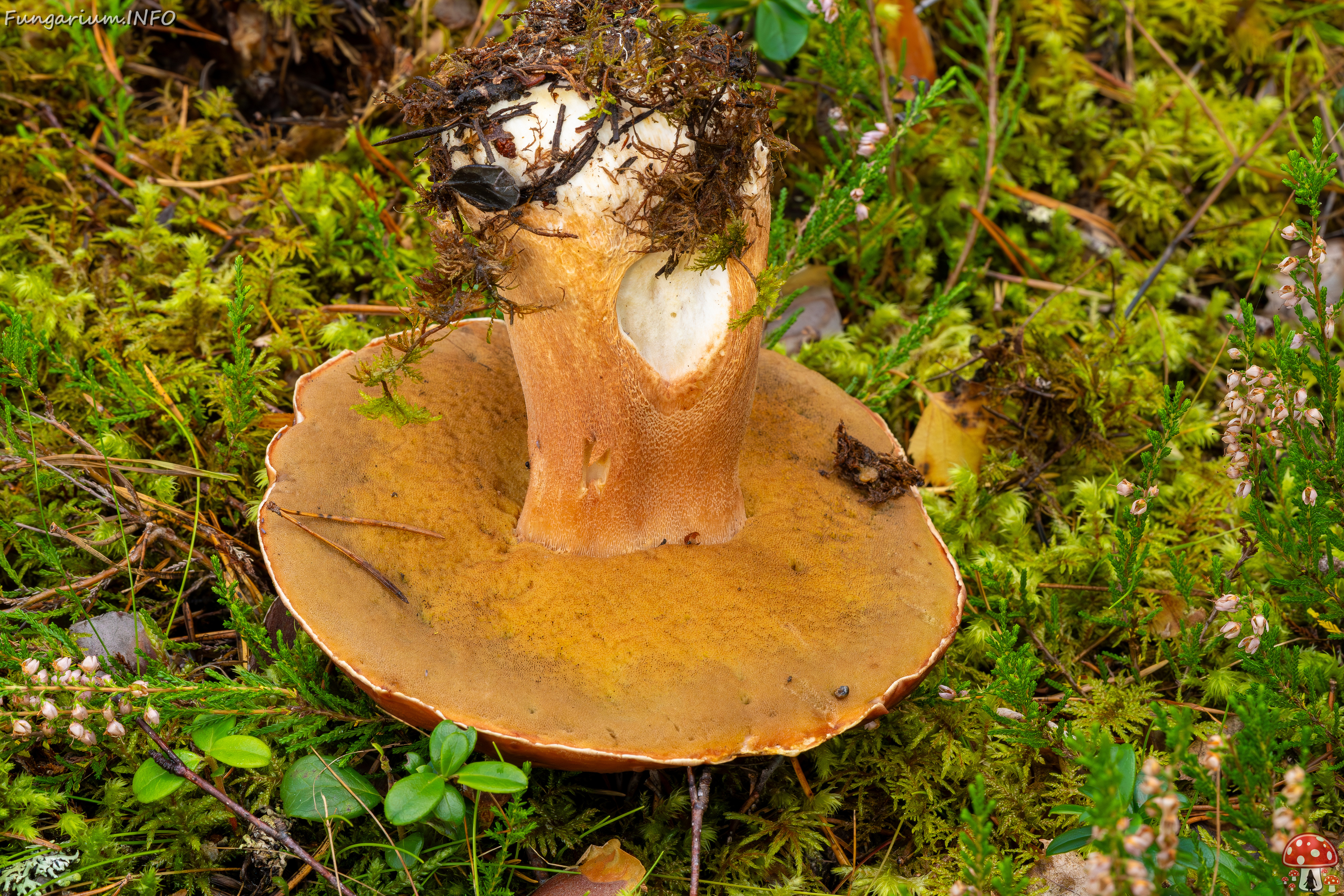 bBoletus-pinophilus_2023-09-14_1-5 