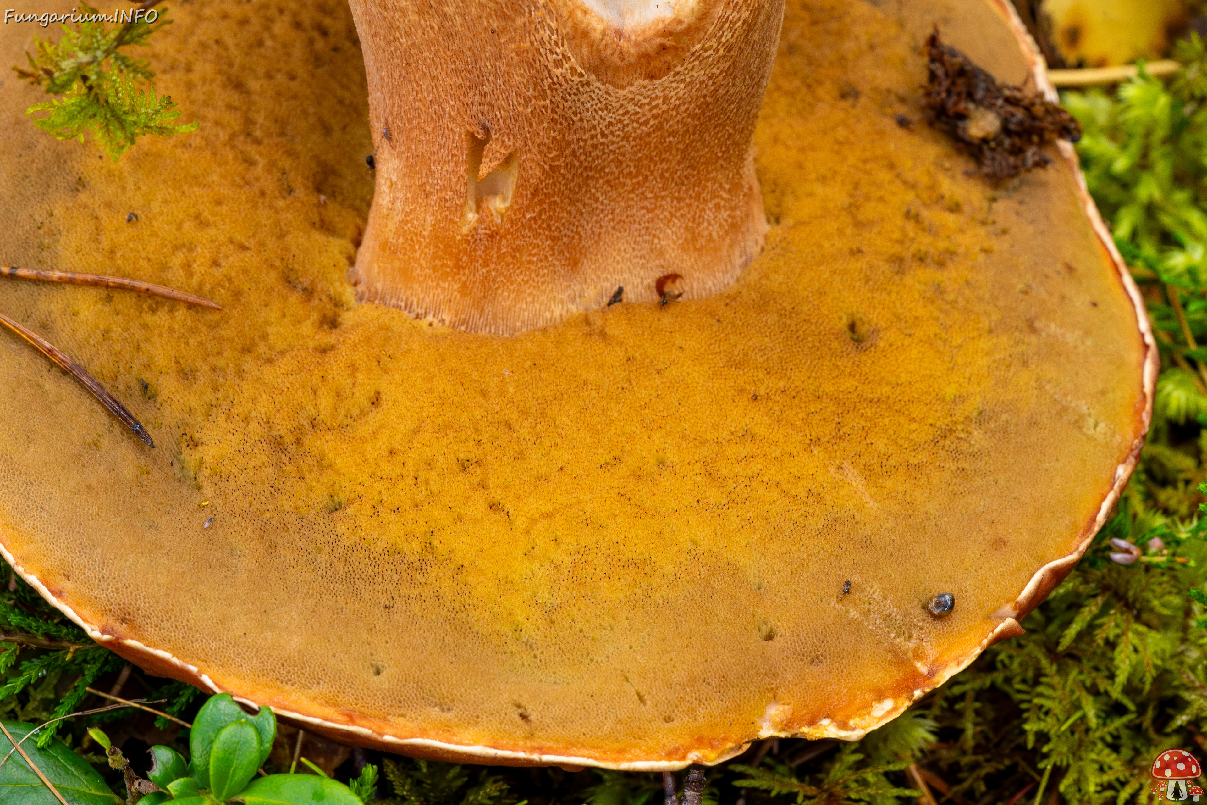 bBoletus-pinophilus_2023-09-14_1-6 