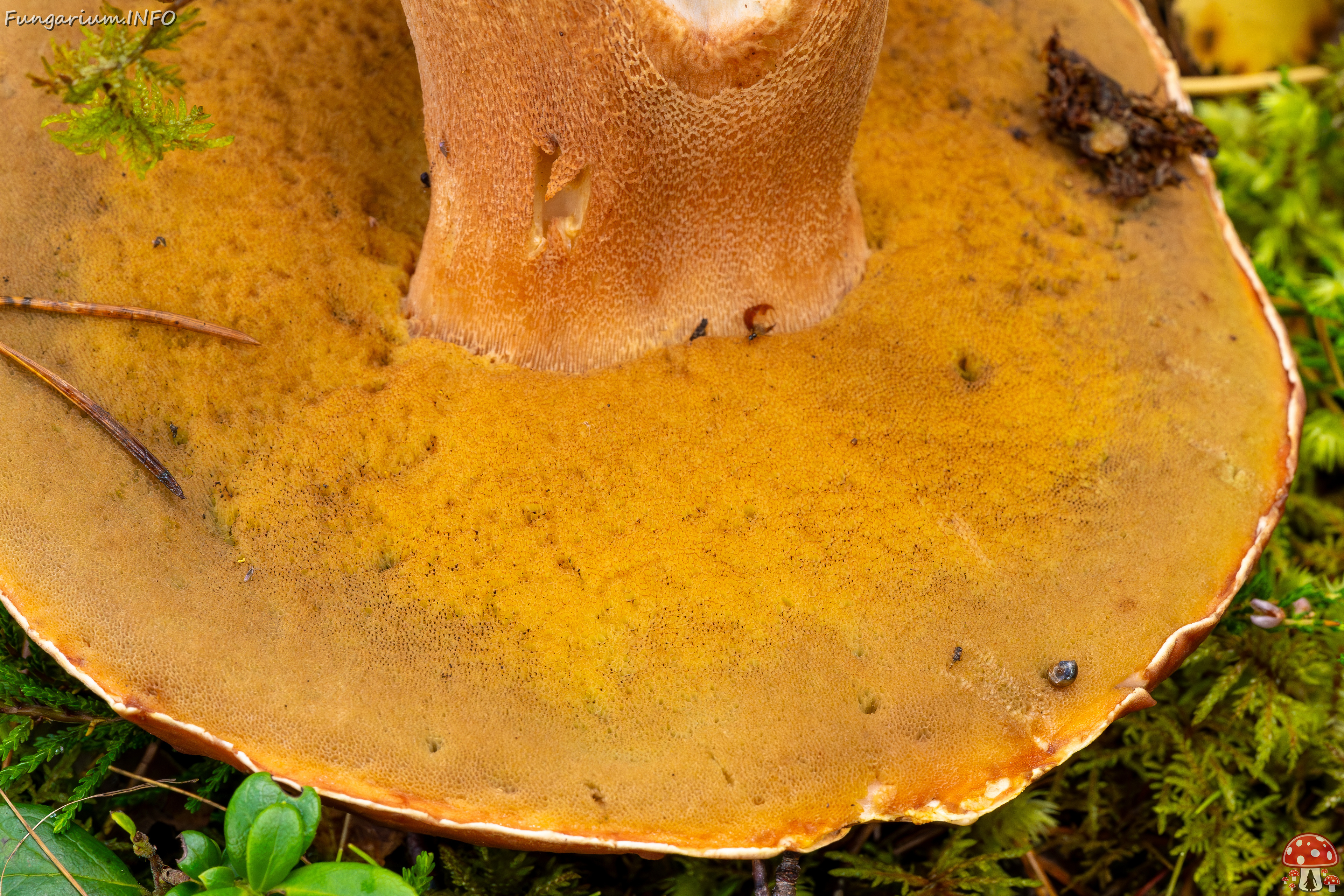 bBoletus-pinophilus_2023-09-14_1-7 