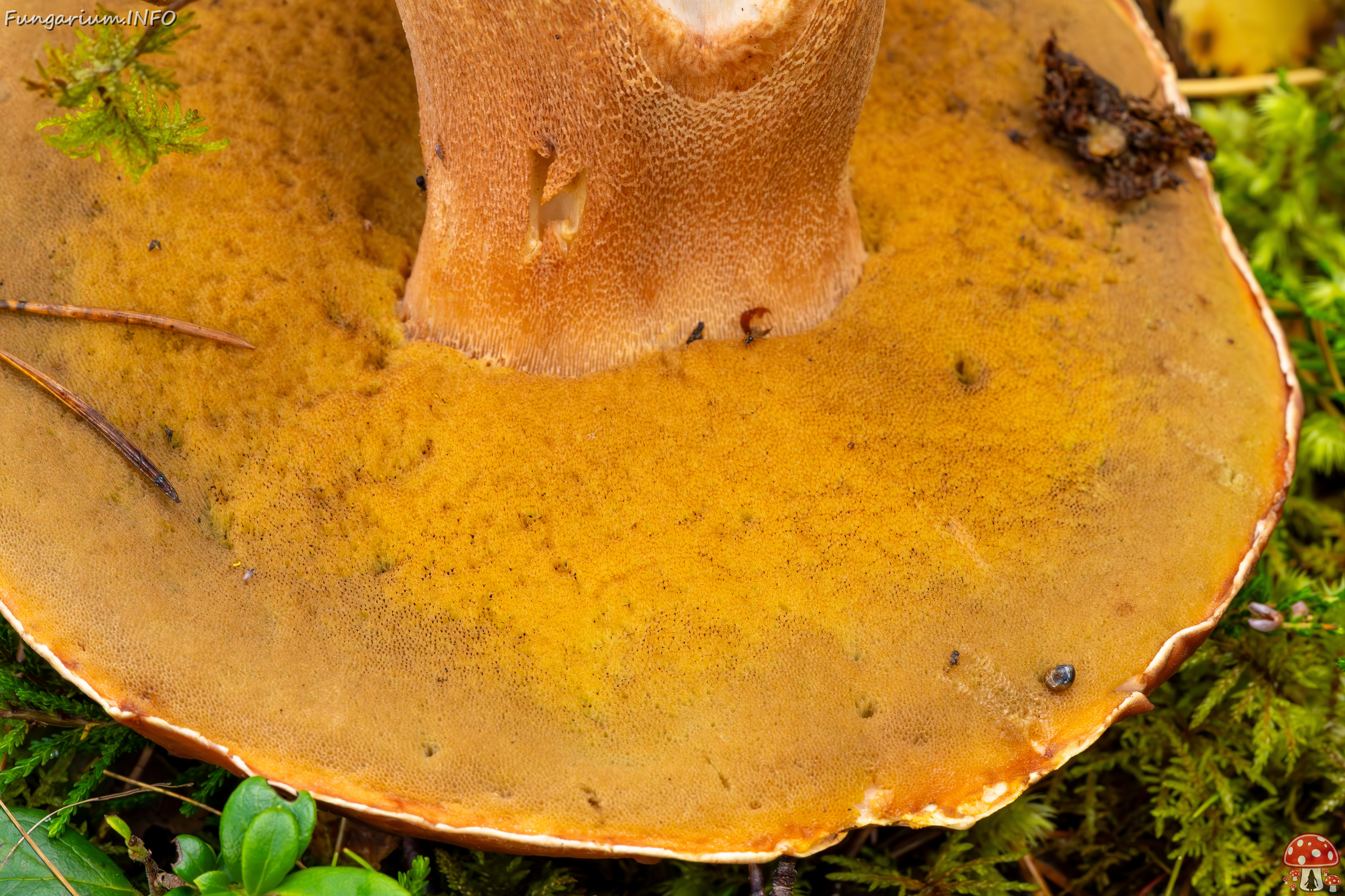 bBoletus-pinophilus_2023-09-14_1-8 