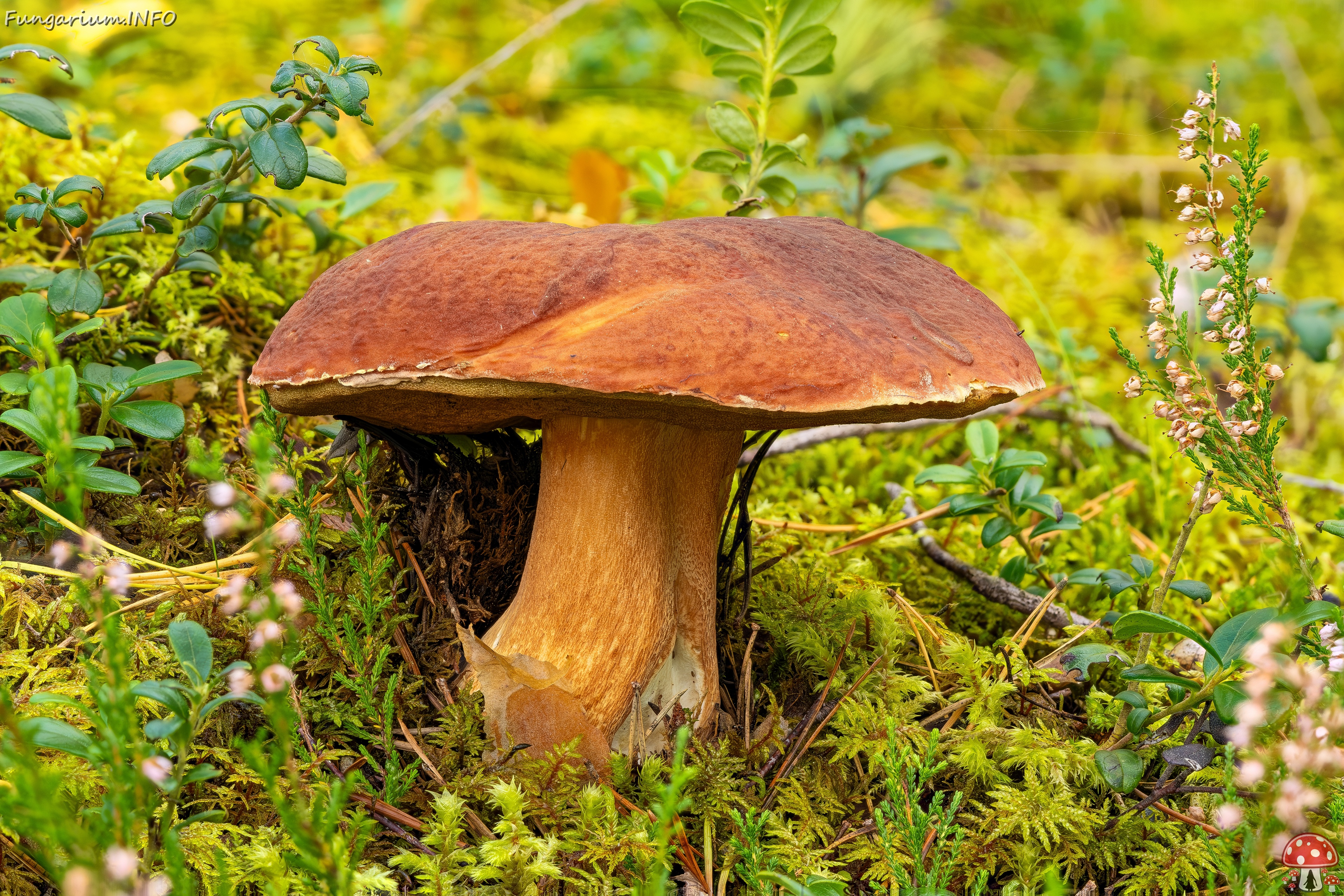 boletus-pinophilus_2023-09-13_FS-1 