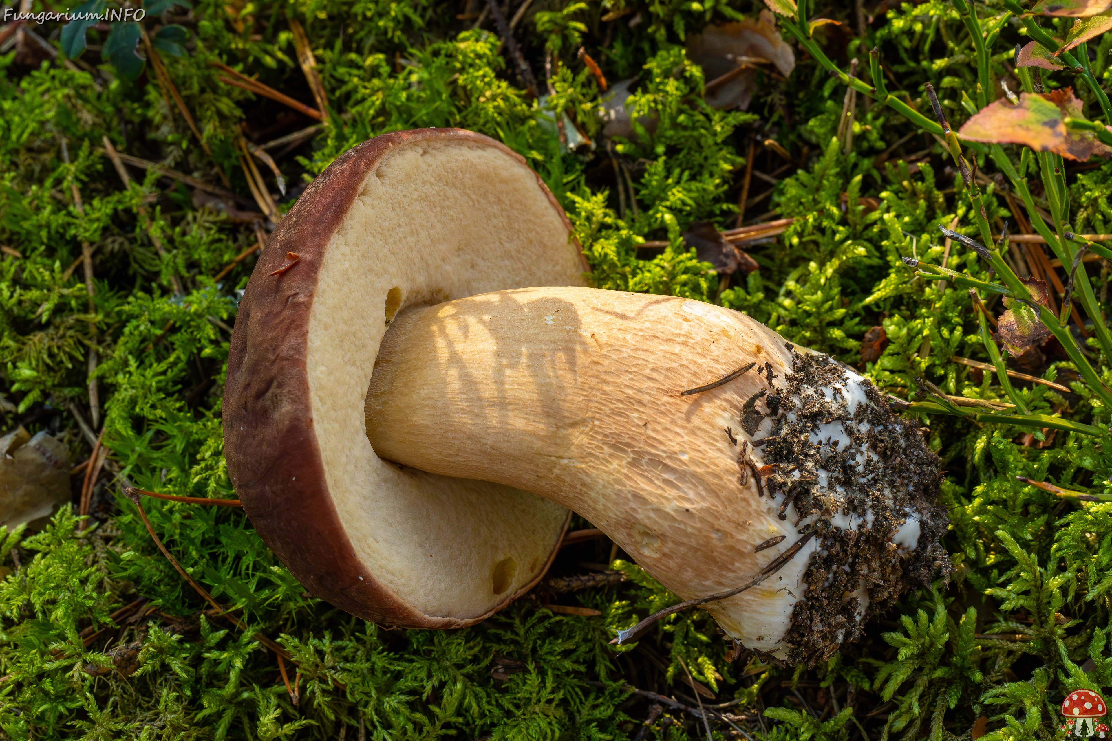 boletus-pinophilus_2024-09-18_1-2 