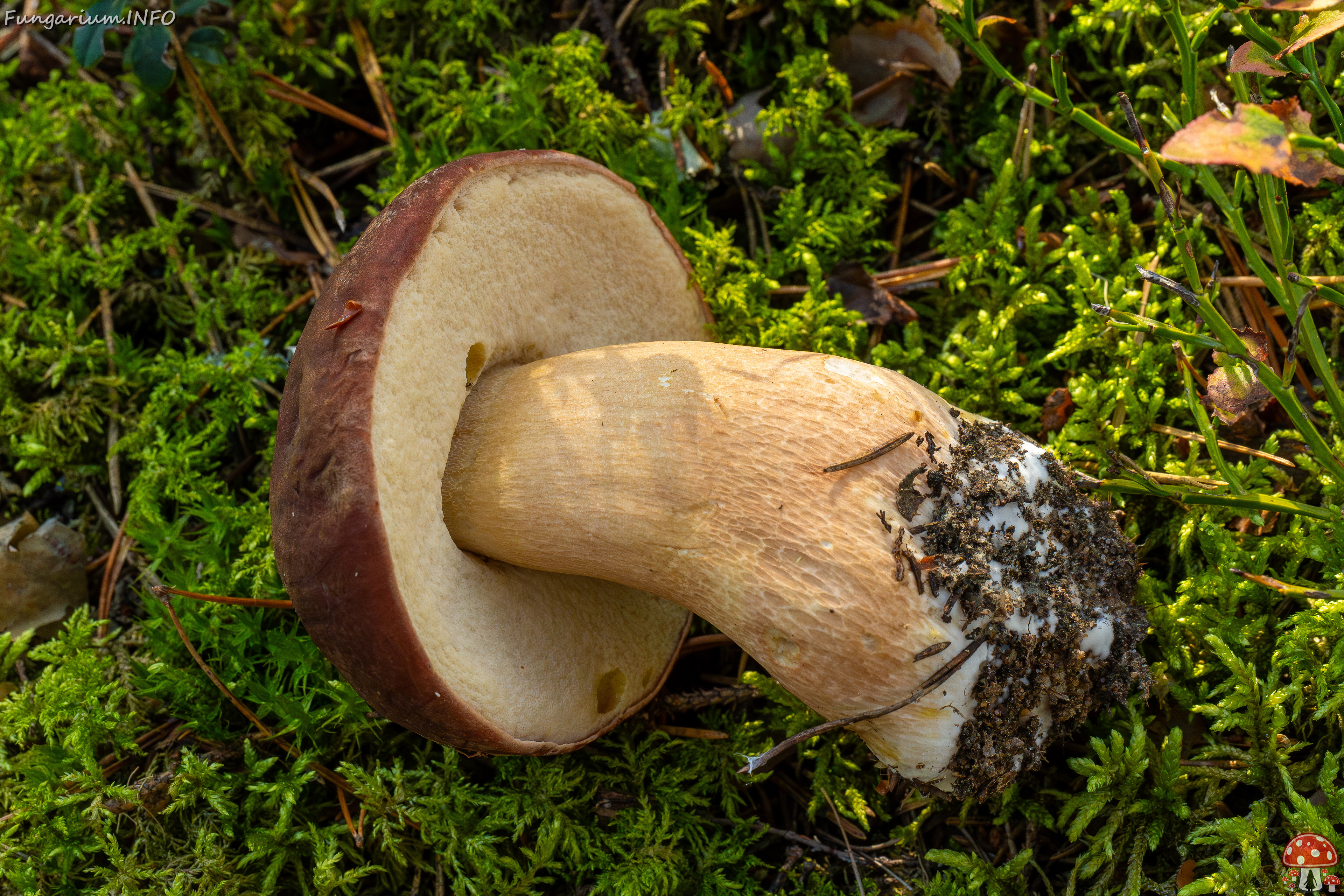 boletus-pinophilus_2024-09-18_1-3 