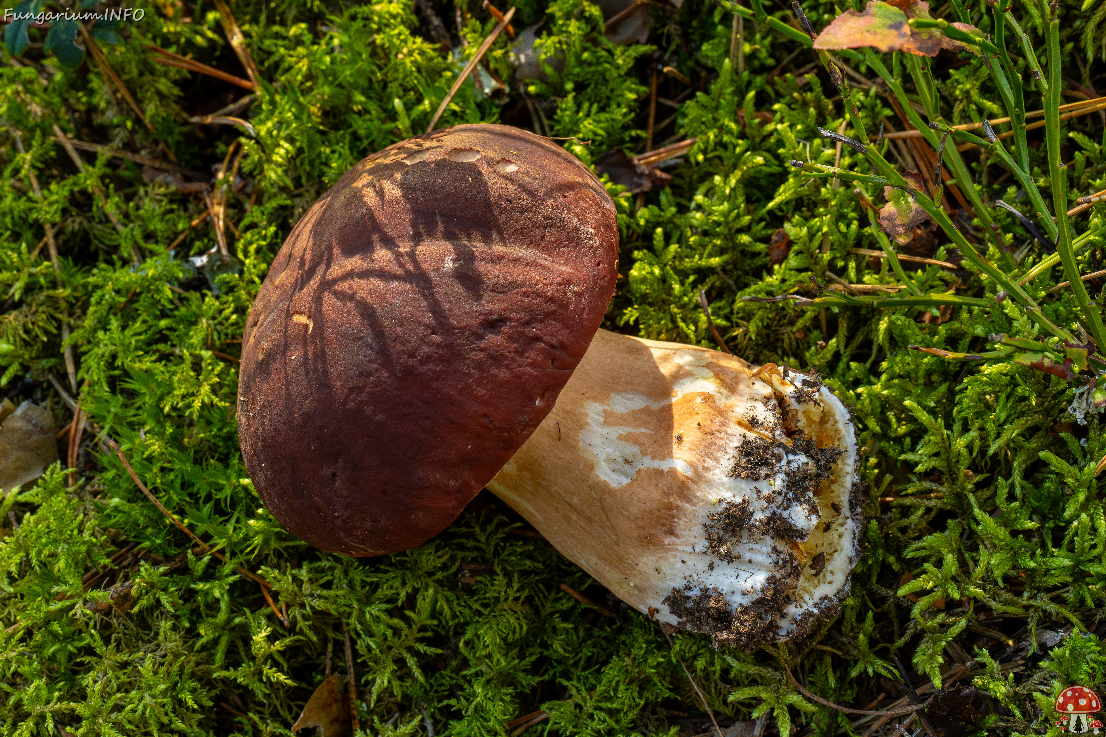 boletus-pinophilus_2024-09-18_1-4 