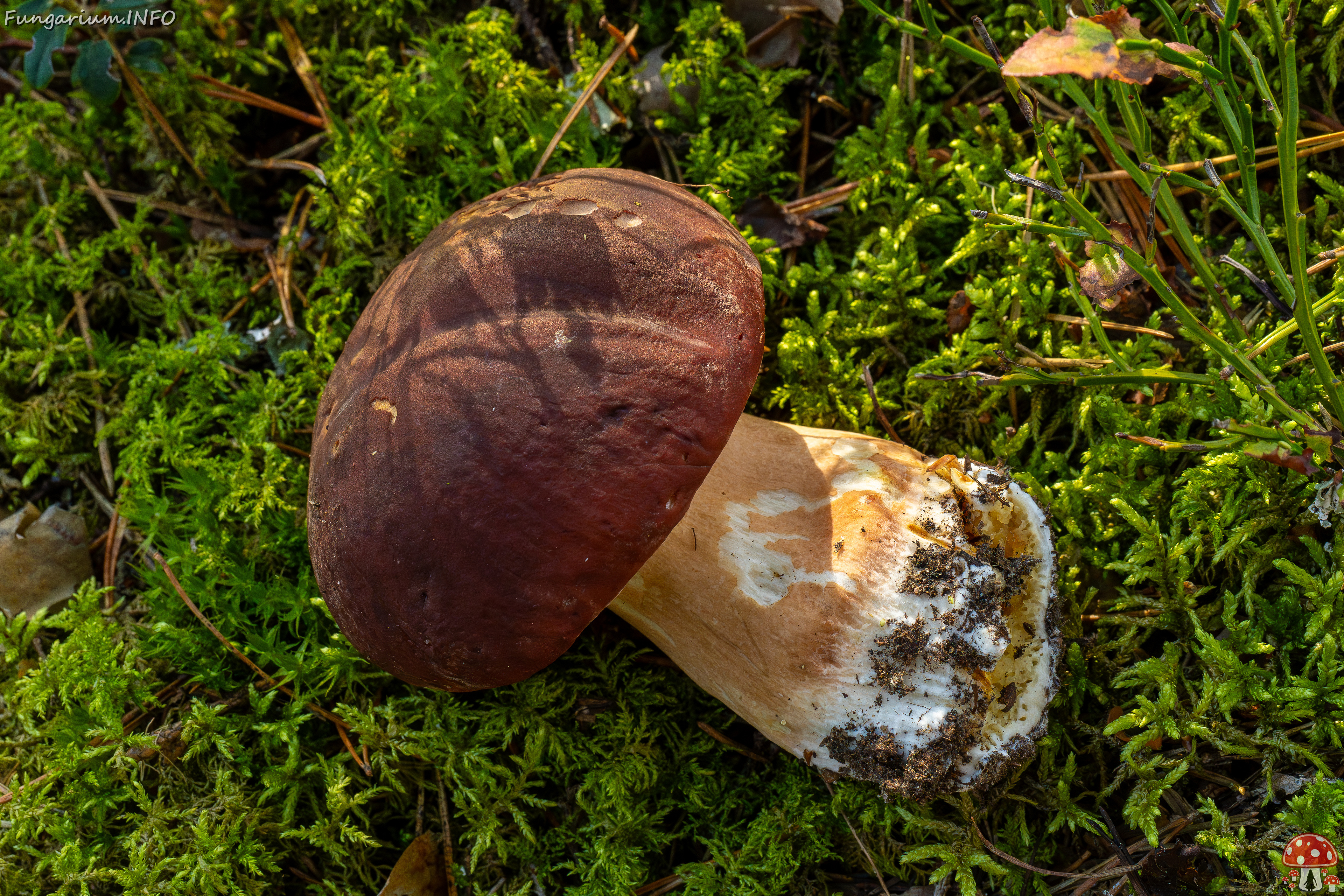 boletus-pinophilus_2024-09-18_1-5 