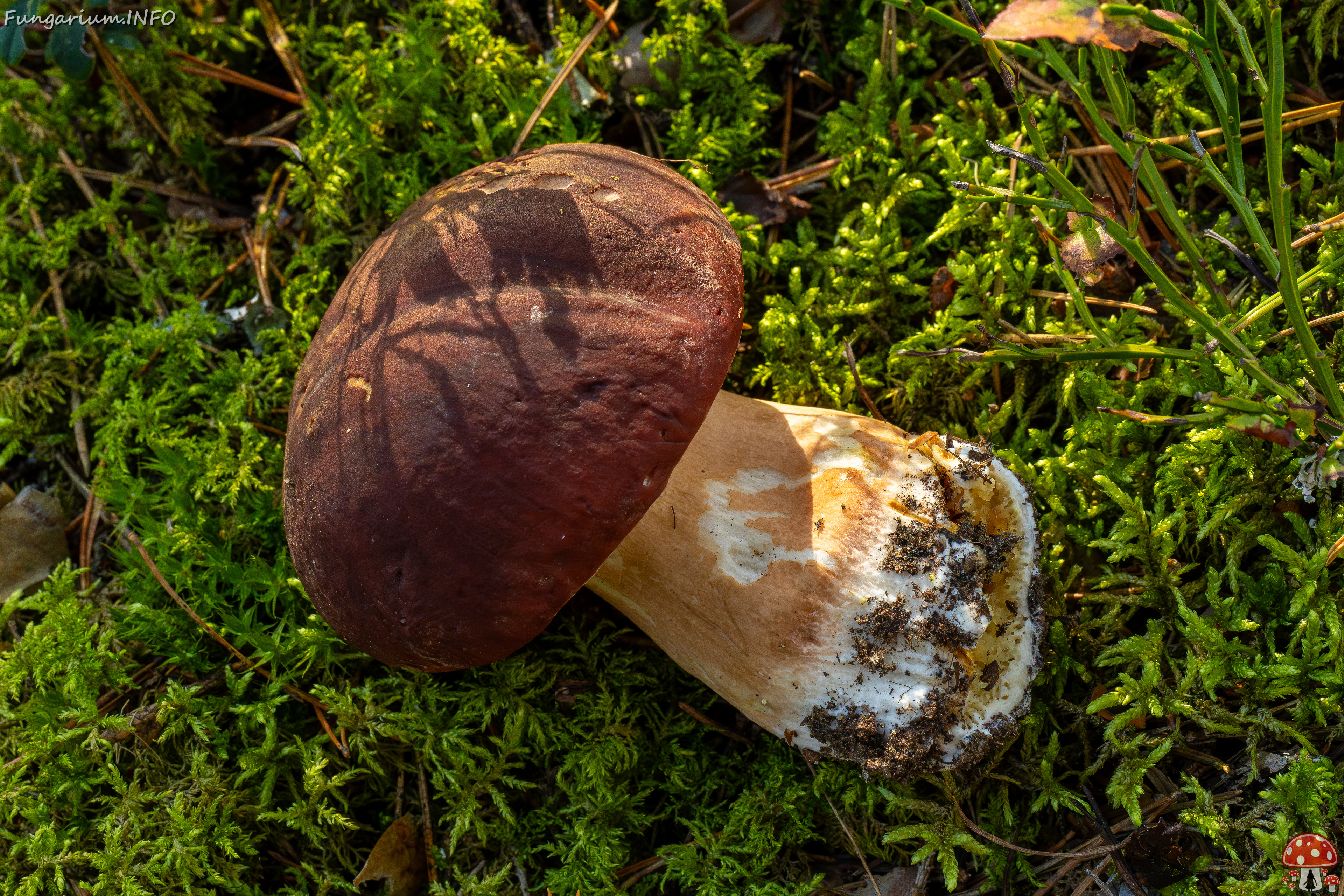 boletus-pinophilus_2024-09-18_1-6 