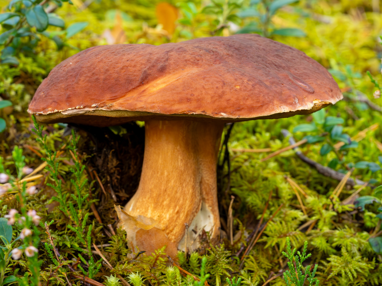 bBoletus-pinophilus_2023-09-14_1-1