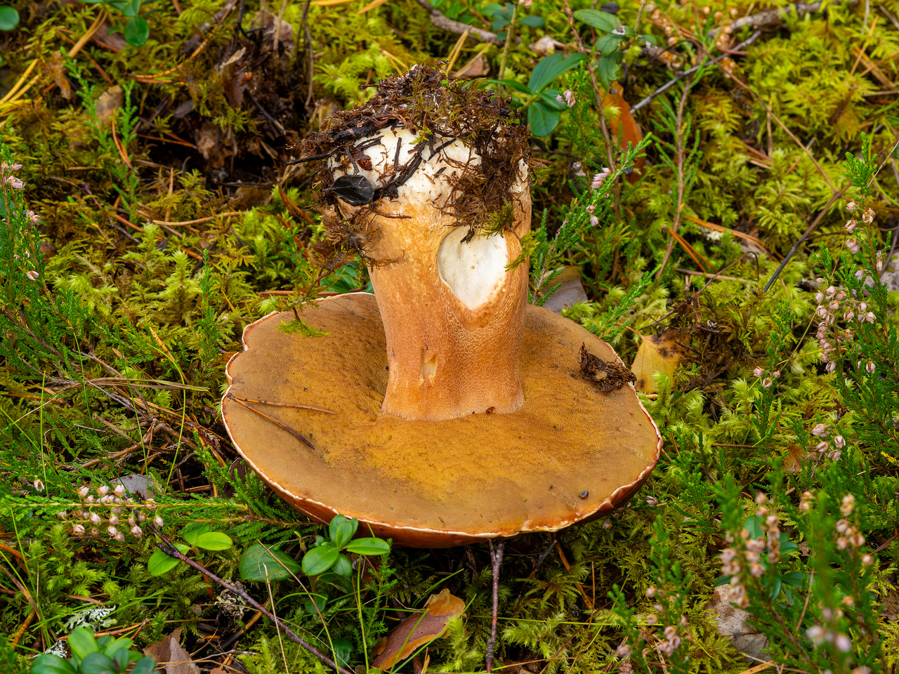 bBoletus-pinophilus_2023-09-14_1-10