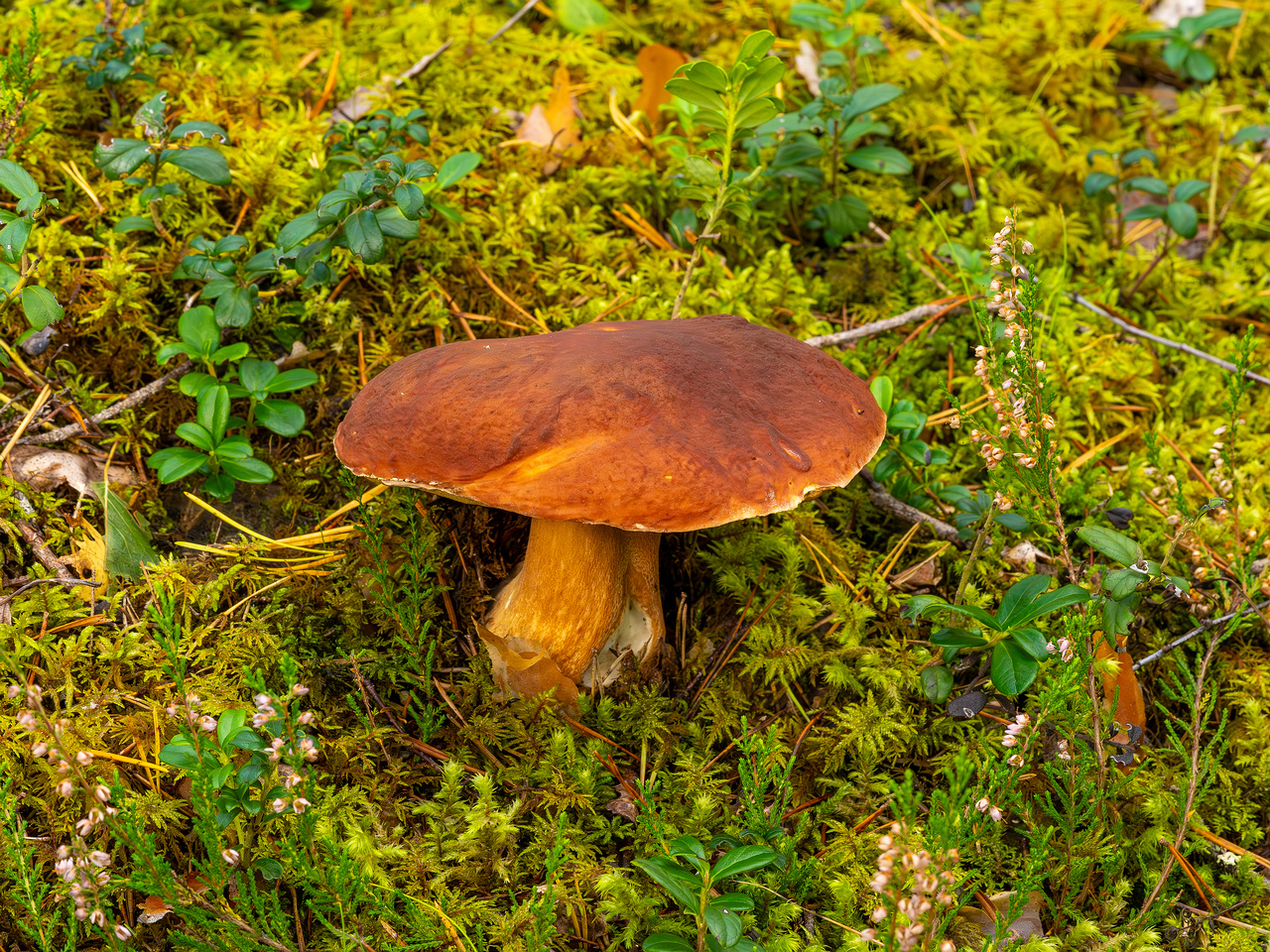 bBoletus-pinophilus_2023-09-14_1-3