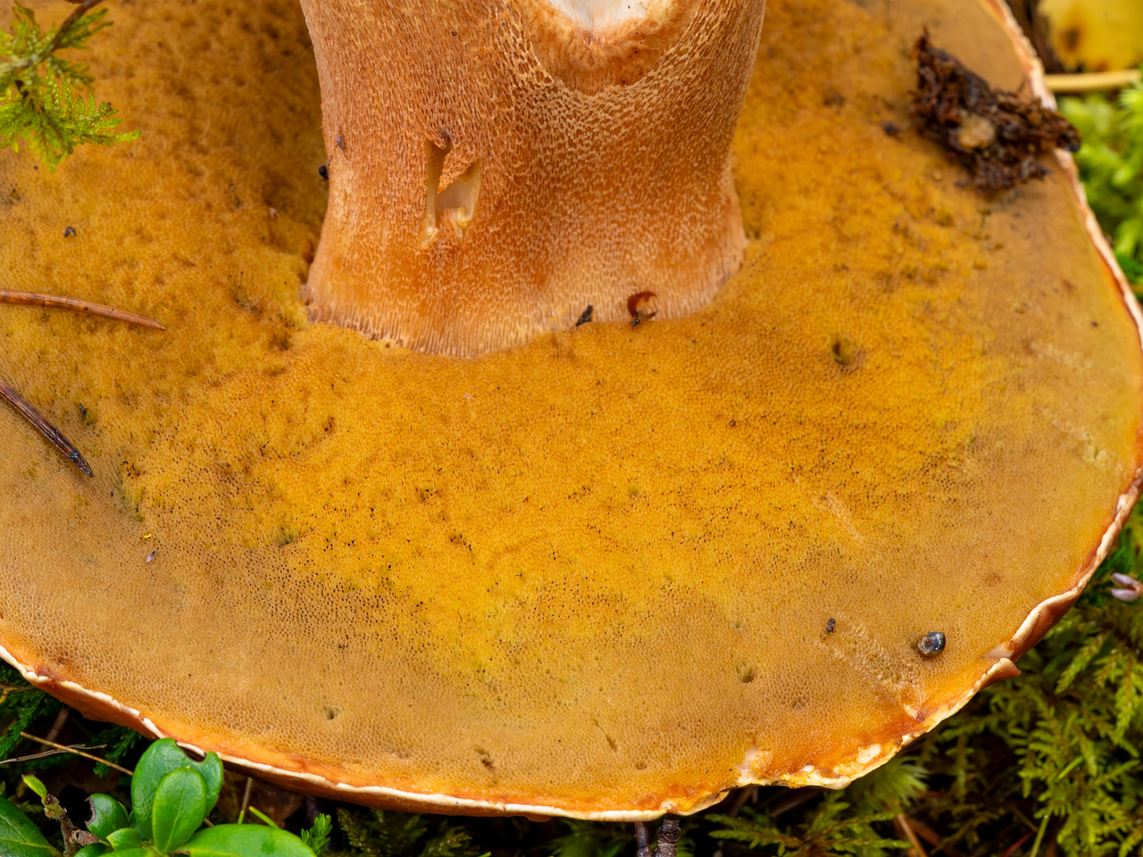 bBoletus-pinophilus_2023-09-14_1-6