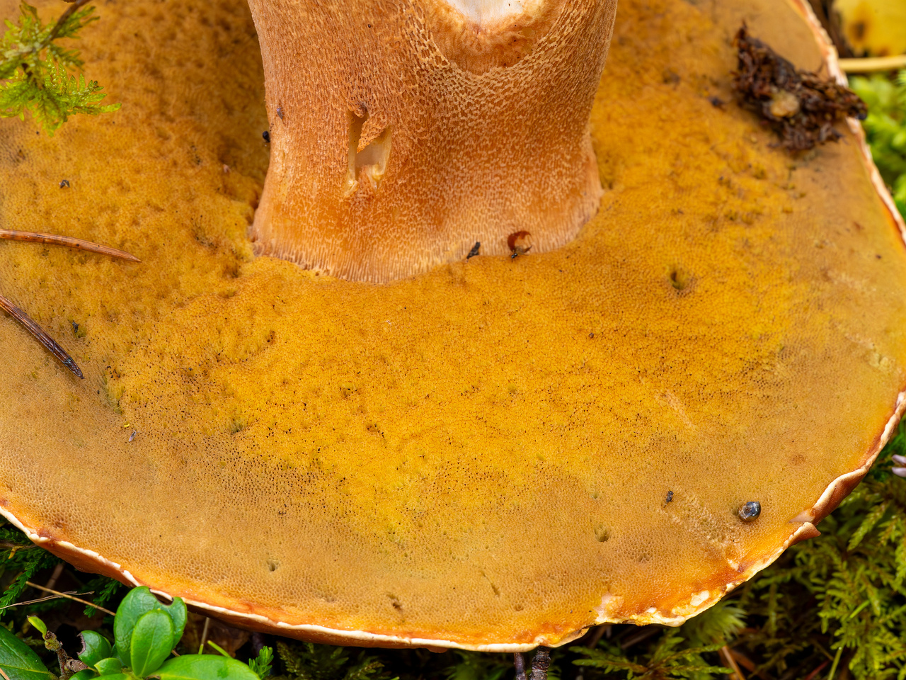 bBoletus-pinophilus_2023-09-14_1-7