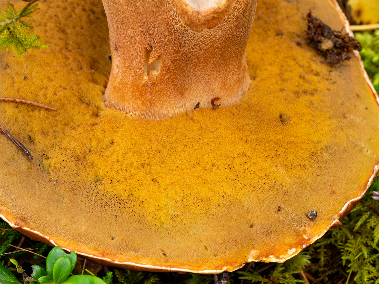 bBoletus-pinophilus_2023-09-14_1-8