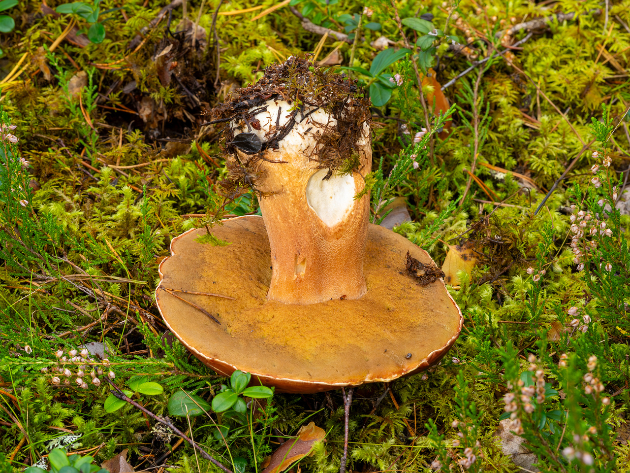 bBoletus-pinophilus_2023-09-14_1-9