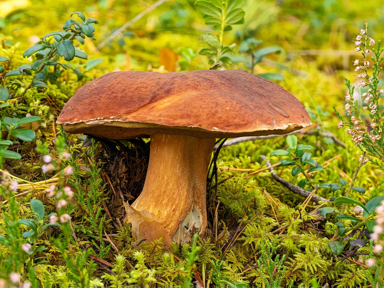 boletus-pinophilus_2023-09-13_FS-1