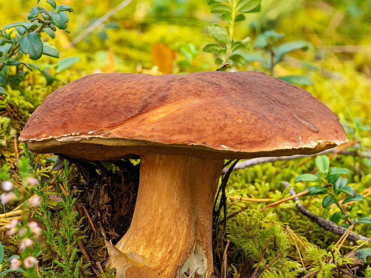 boletus-pinophilus_2023-09-13_FS-1C