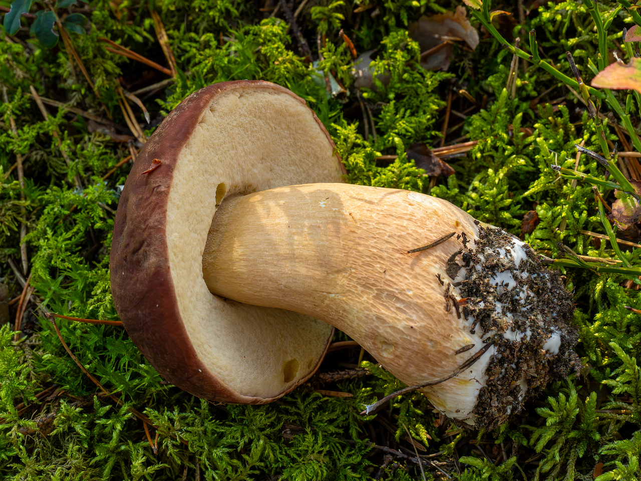 boletus-pinophilus_2024-09-18_1-1