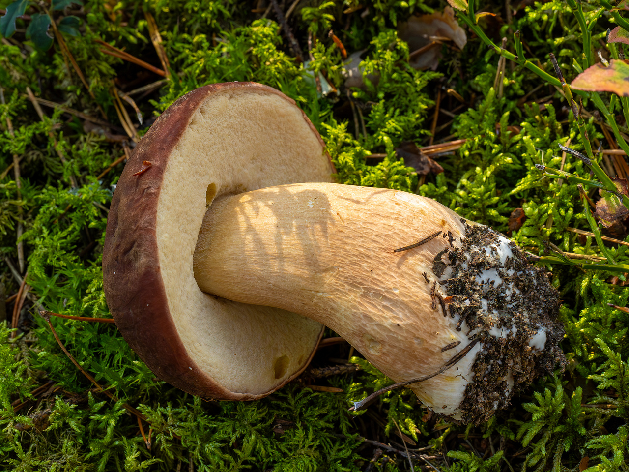 boletus-pinophilus_2024-09-18_1-2