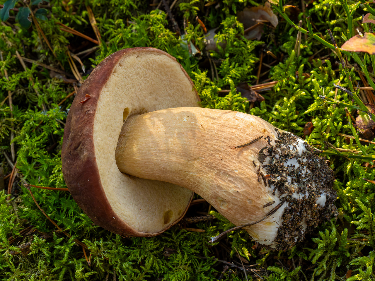 boletus-pinophilus_2024-09-18_1-3