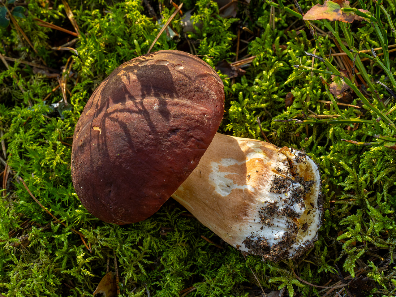 boletus-pinophilus_2024-09-18_1-4