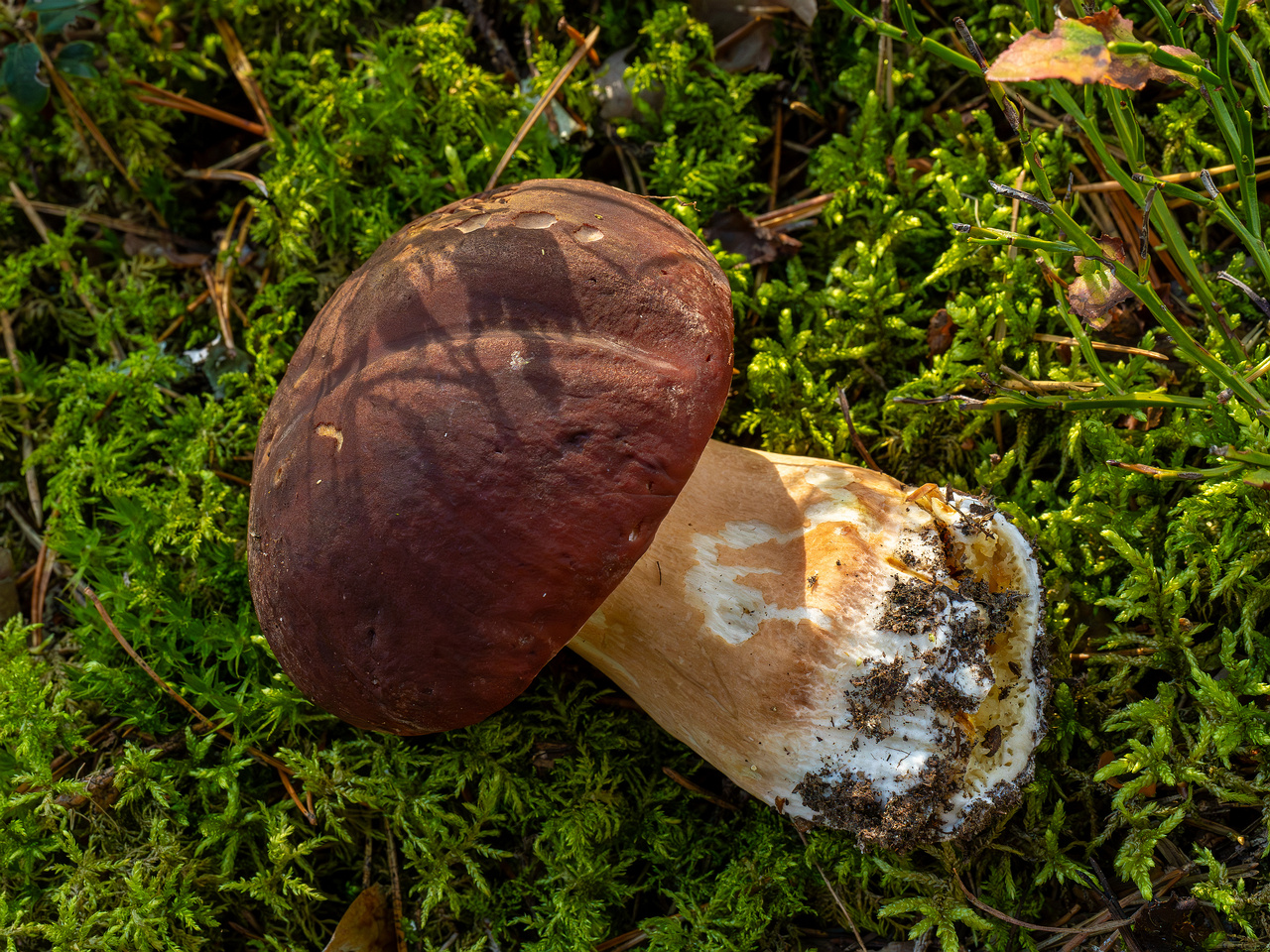 boletus-pinophilus_2024-09-18_1-5