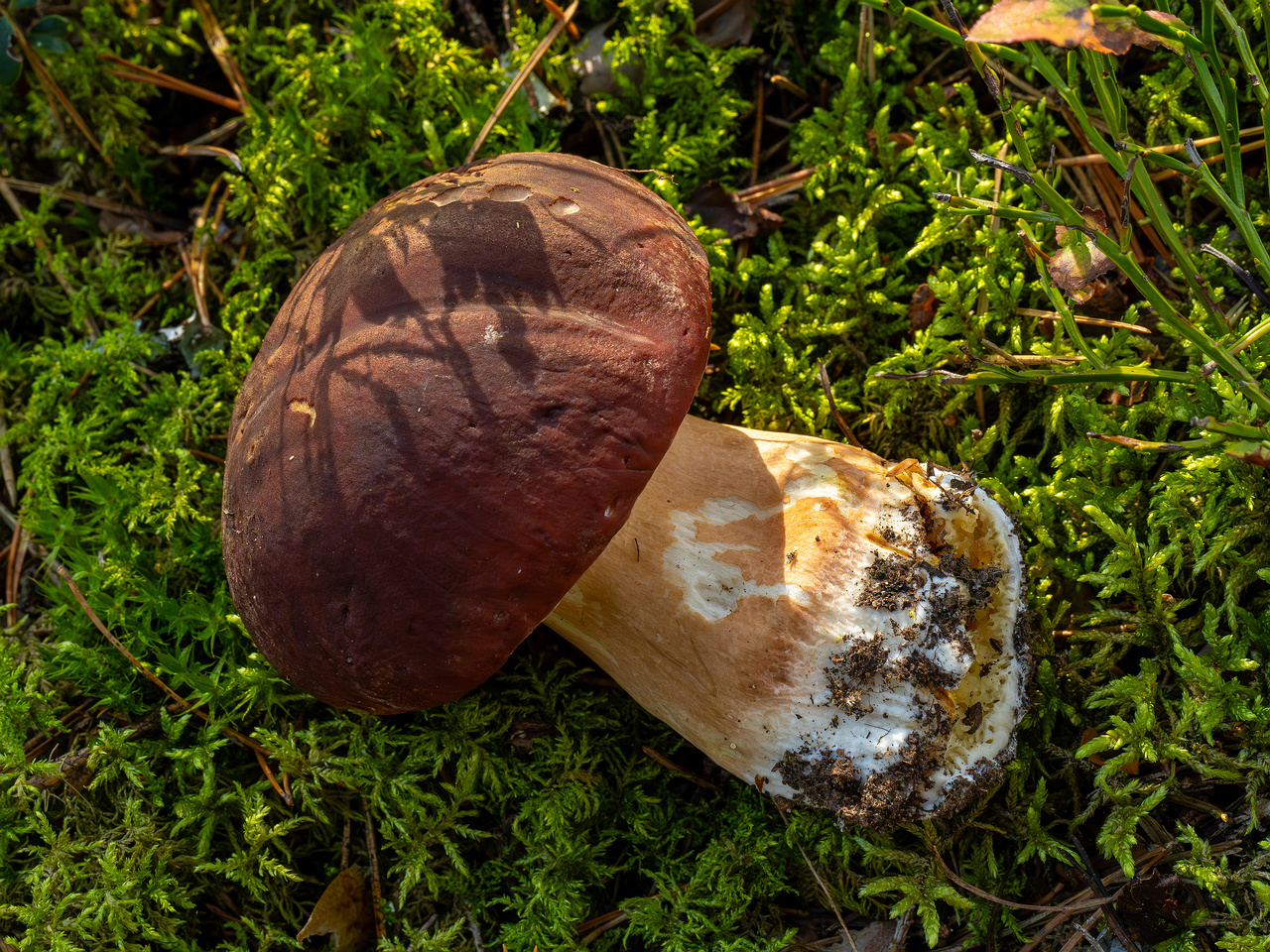 boletus-pinophilus_2024-09-18_1-6