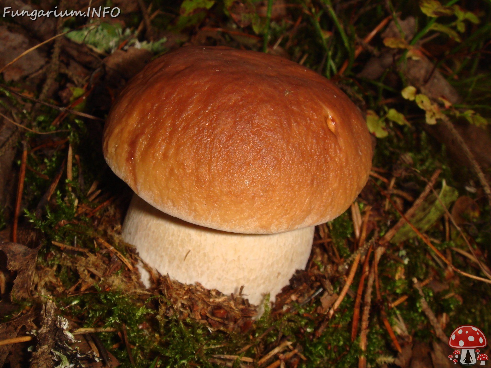 0fungi-0004021 