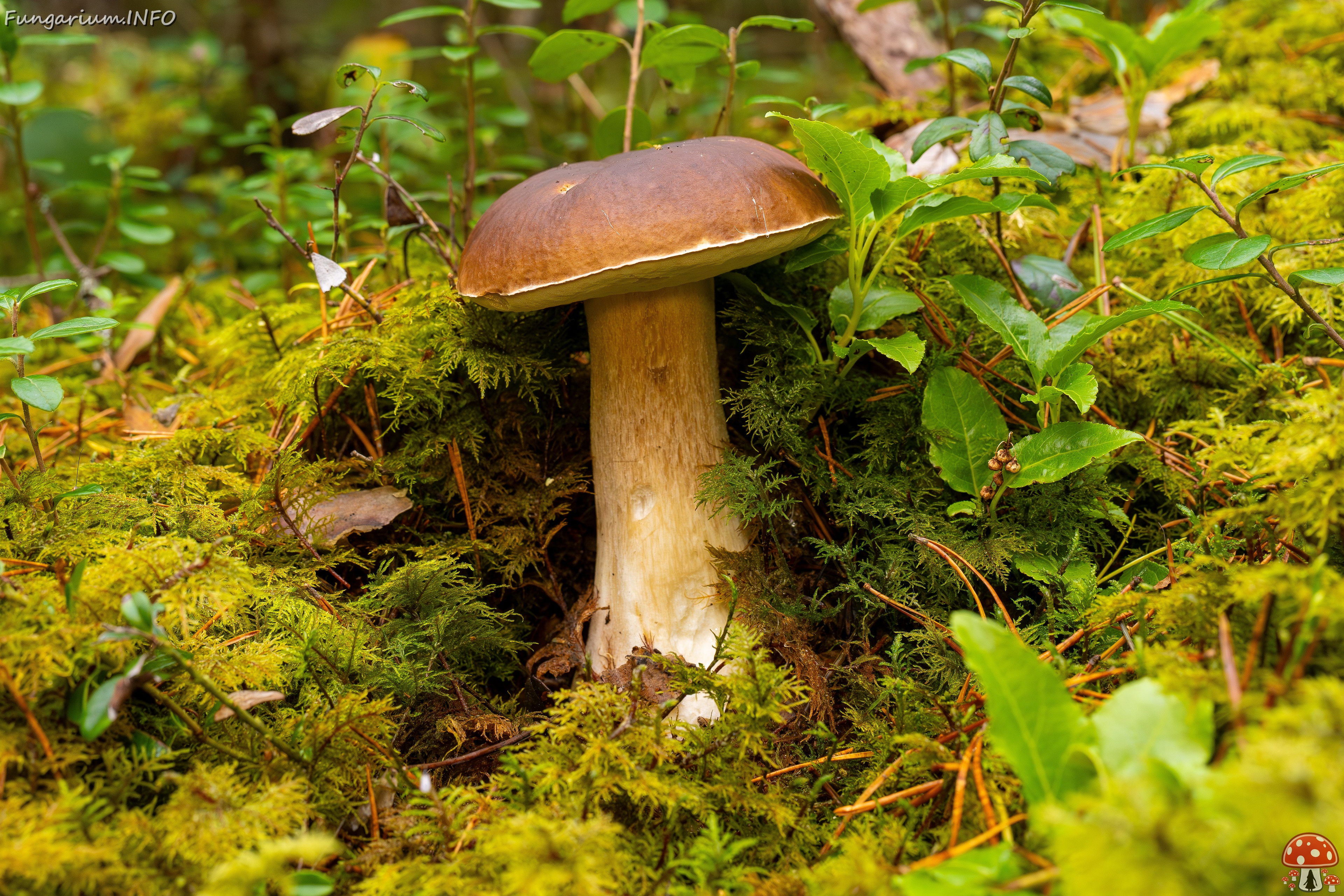 Boletus edulis _2025-09-28_1-11 