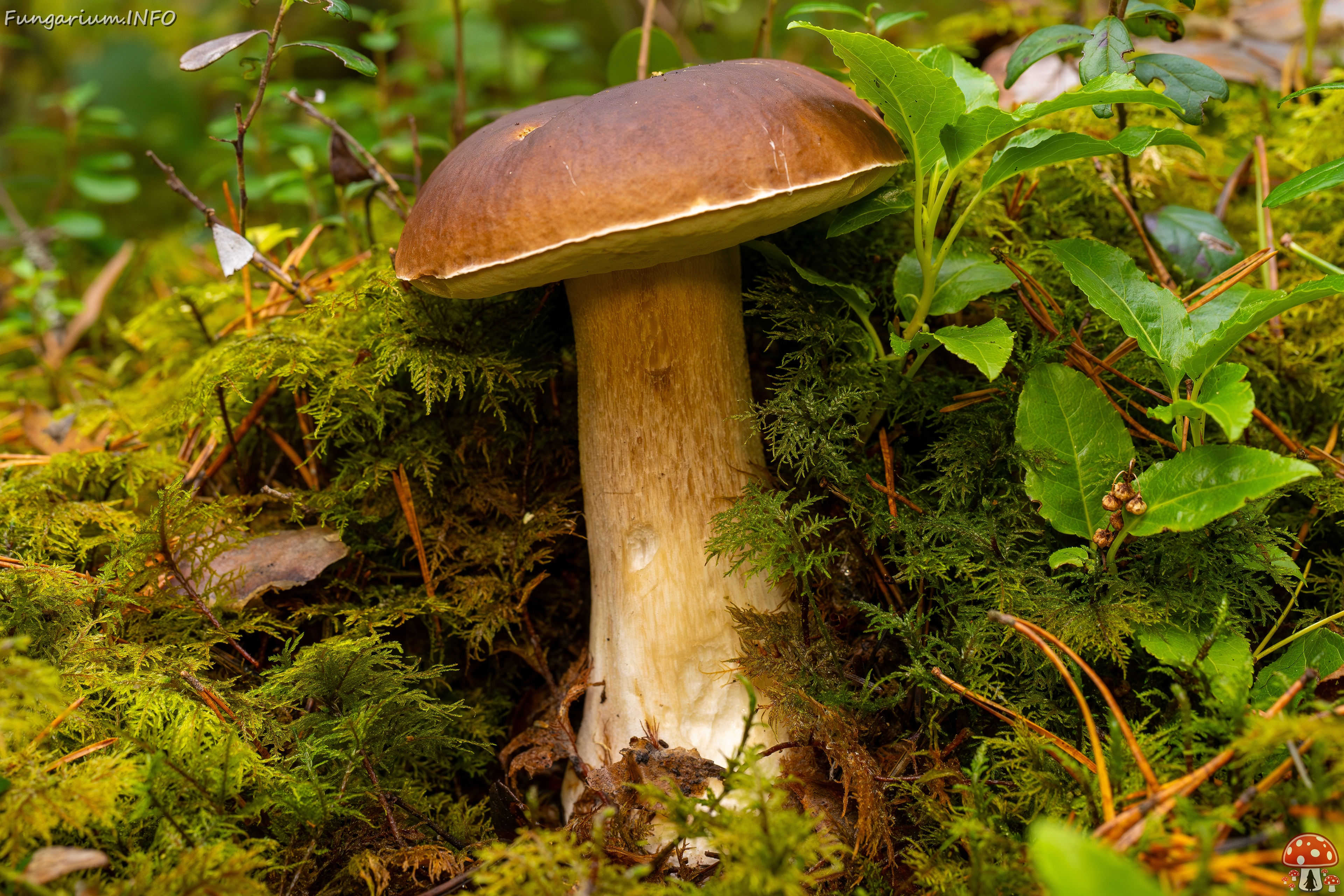 Boletus edulis _2025-09-28_1-8 