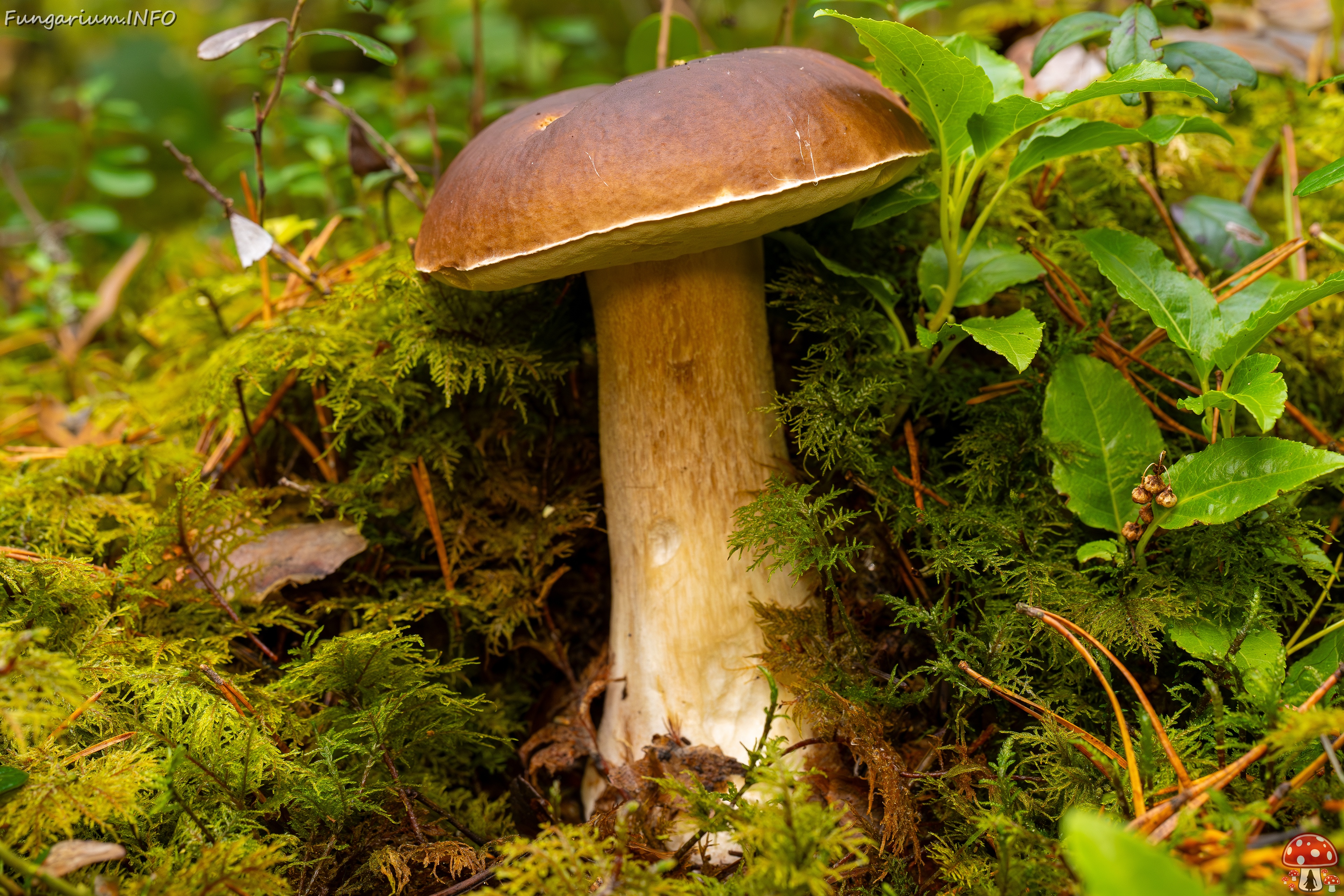 Boletus edulis _2025-09-28_1-9 