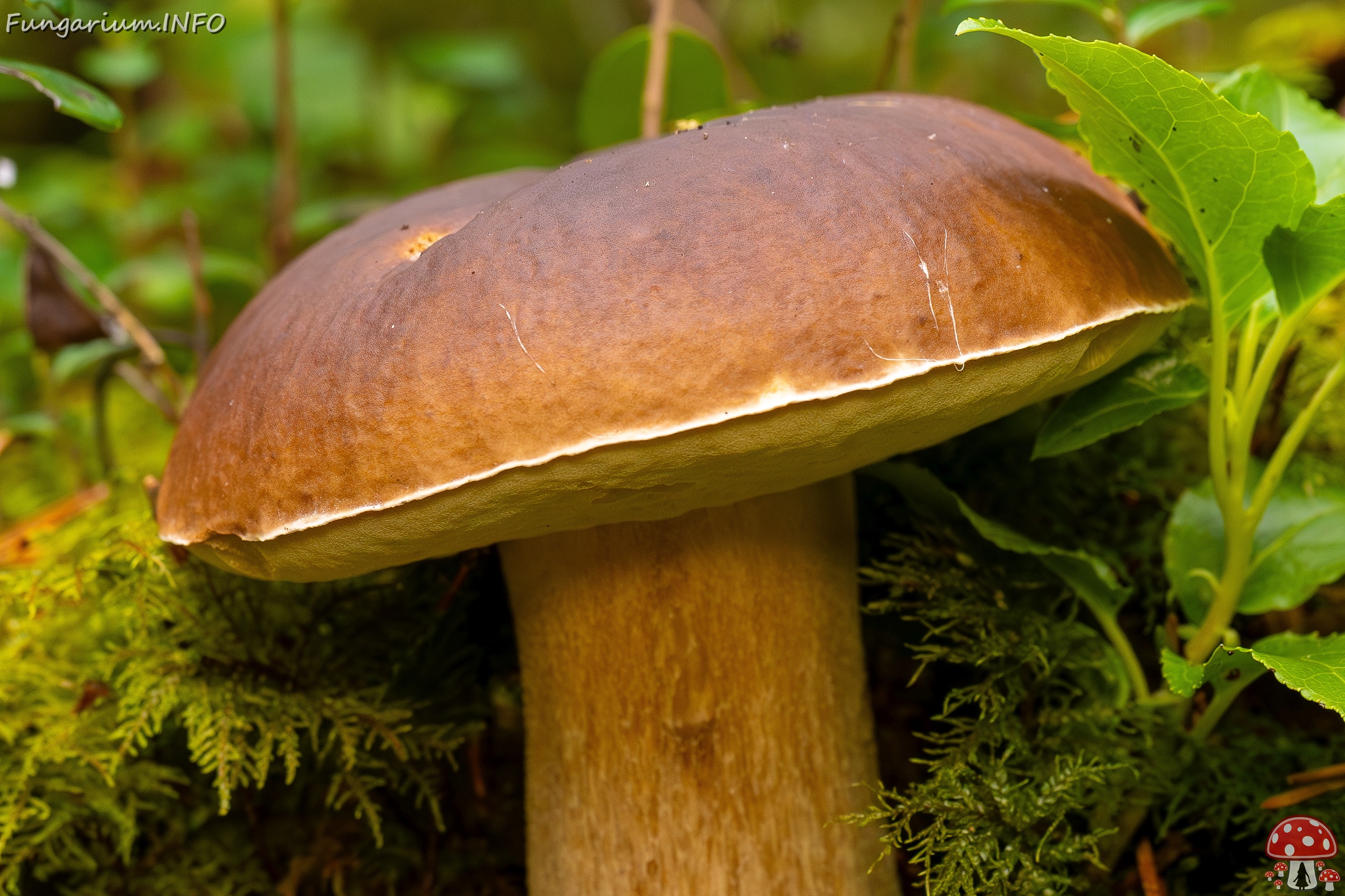 Boletus edulis _2025-09-28_1-9a 