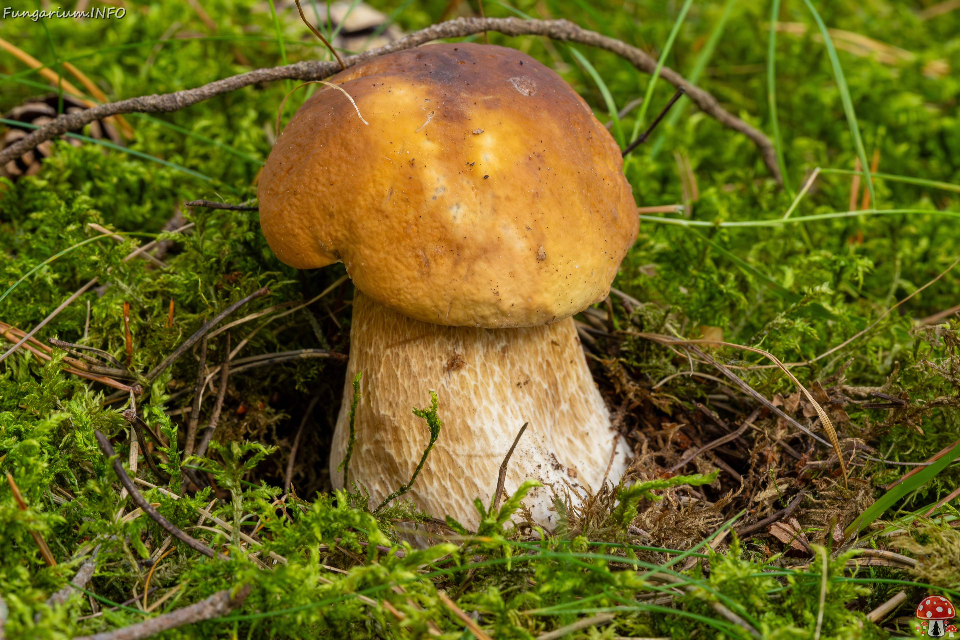 boletus-edulis_2023-09-12_1-1 