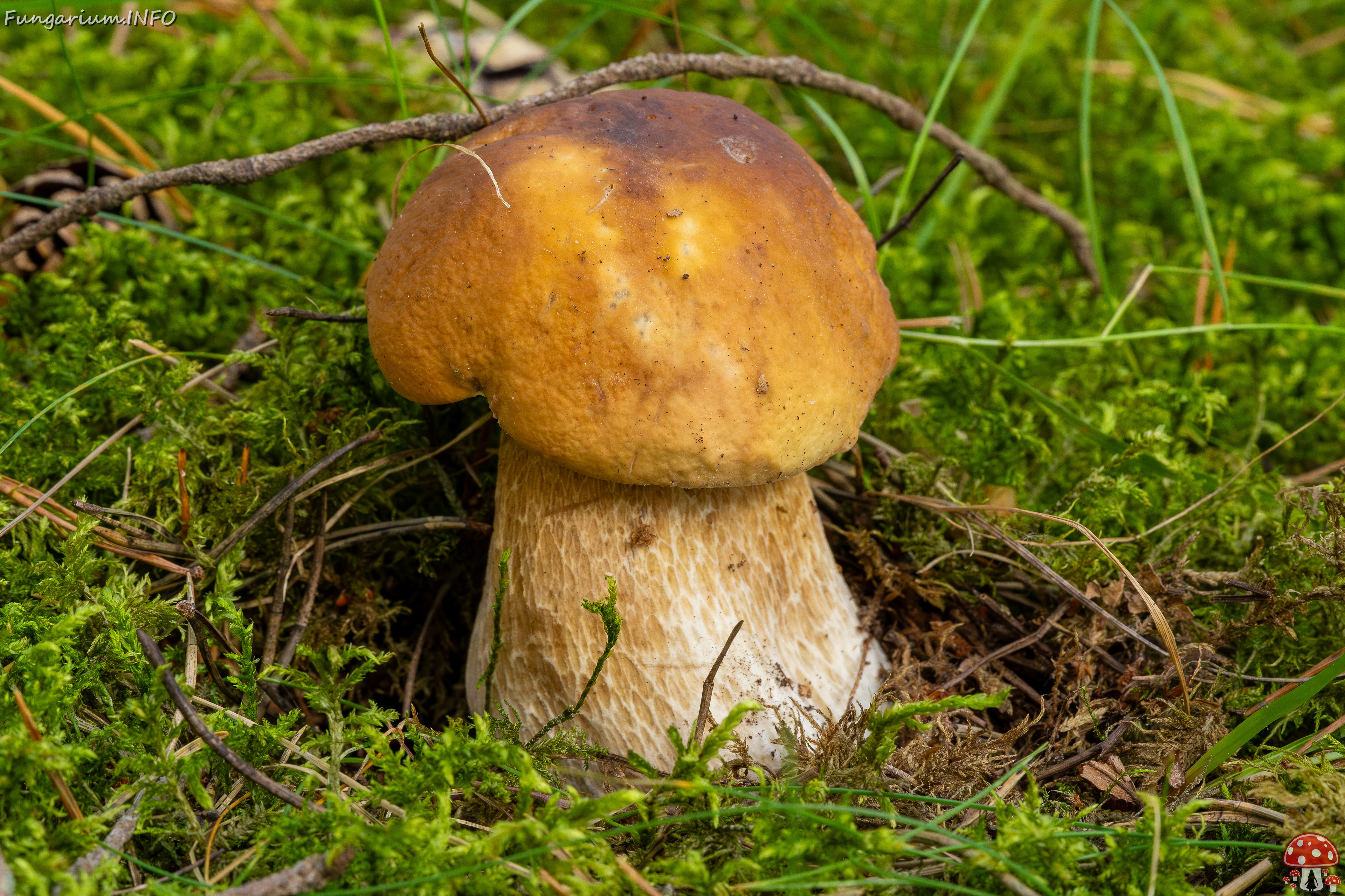 boletus-edulis_2023-09-12_1-2 