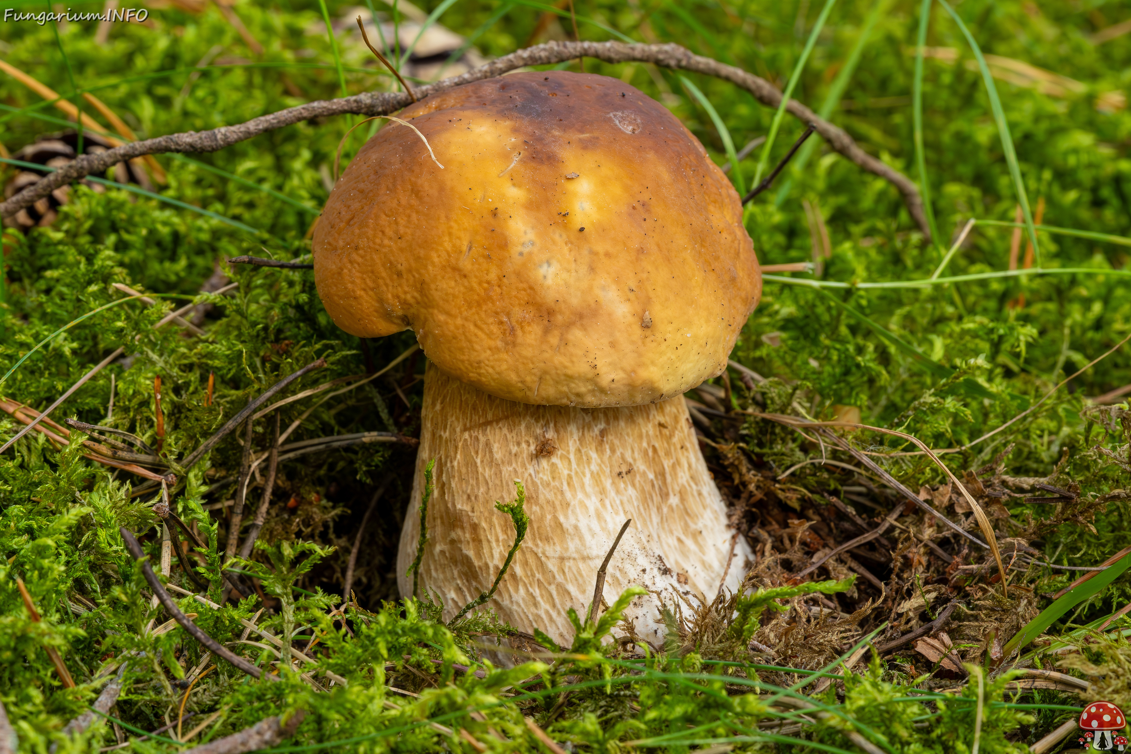 boletus-edulis_2023-09-12_1-3 