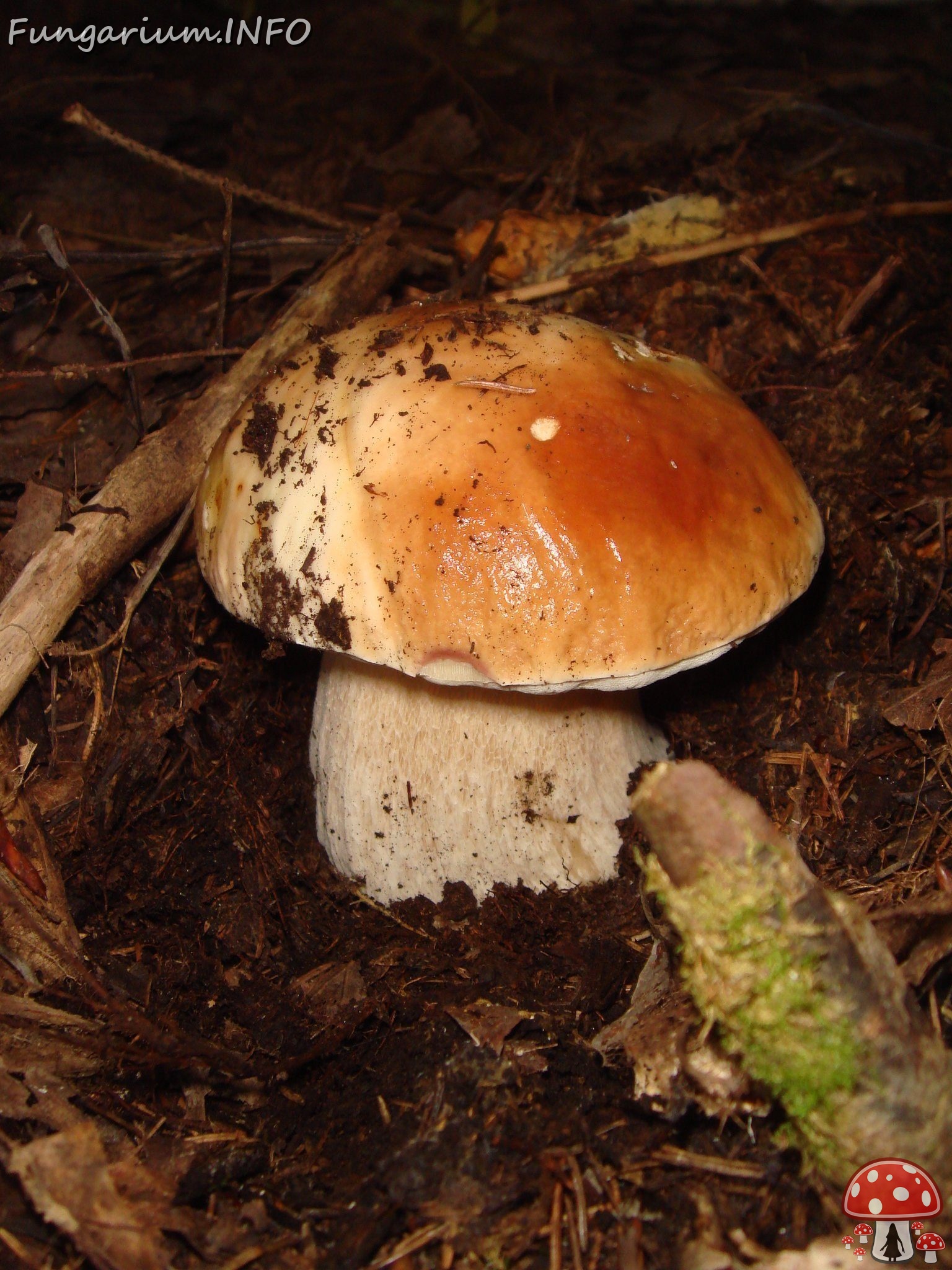 fungi-0004010 