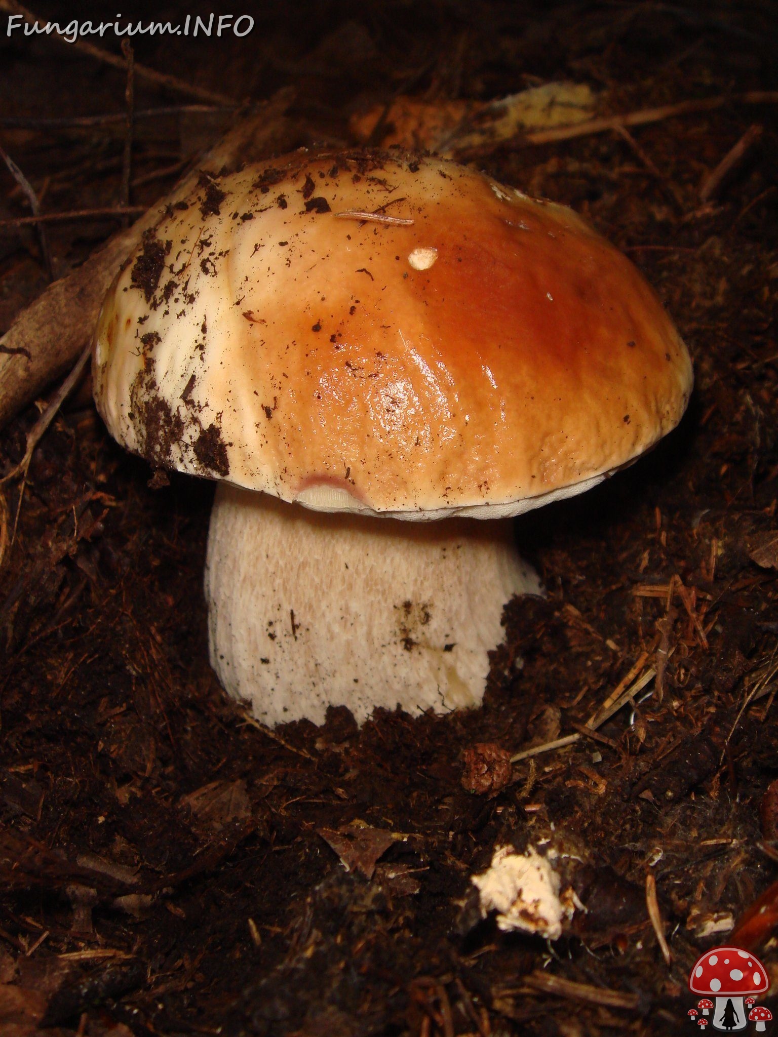 fungi-0004011 