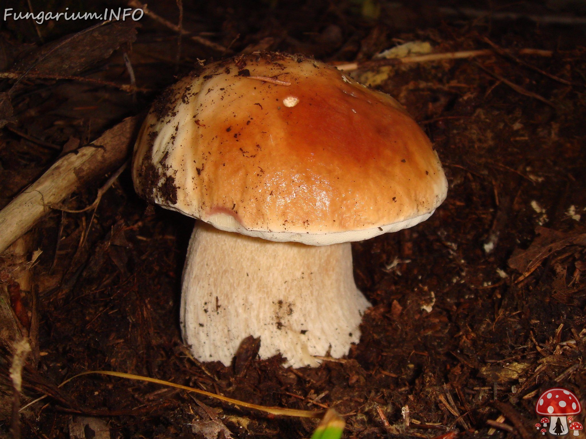 fungi-0004012 