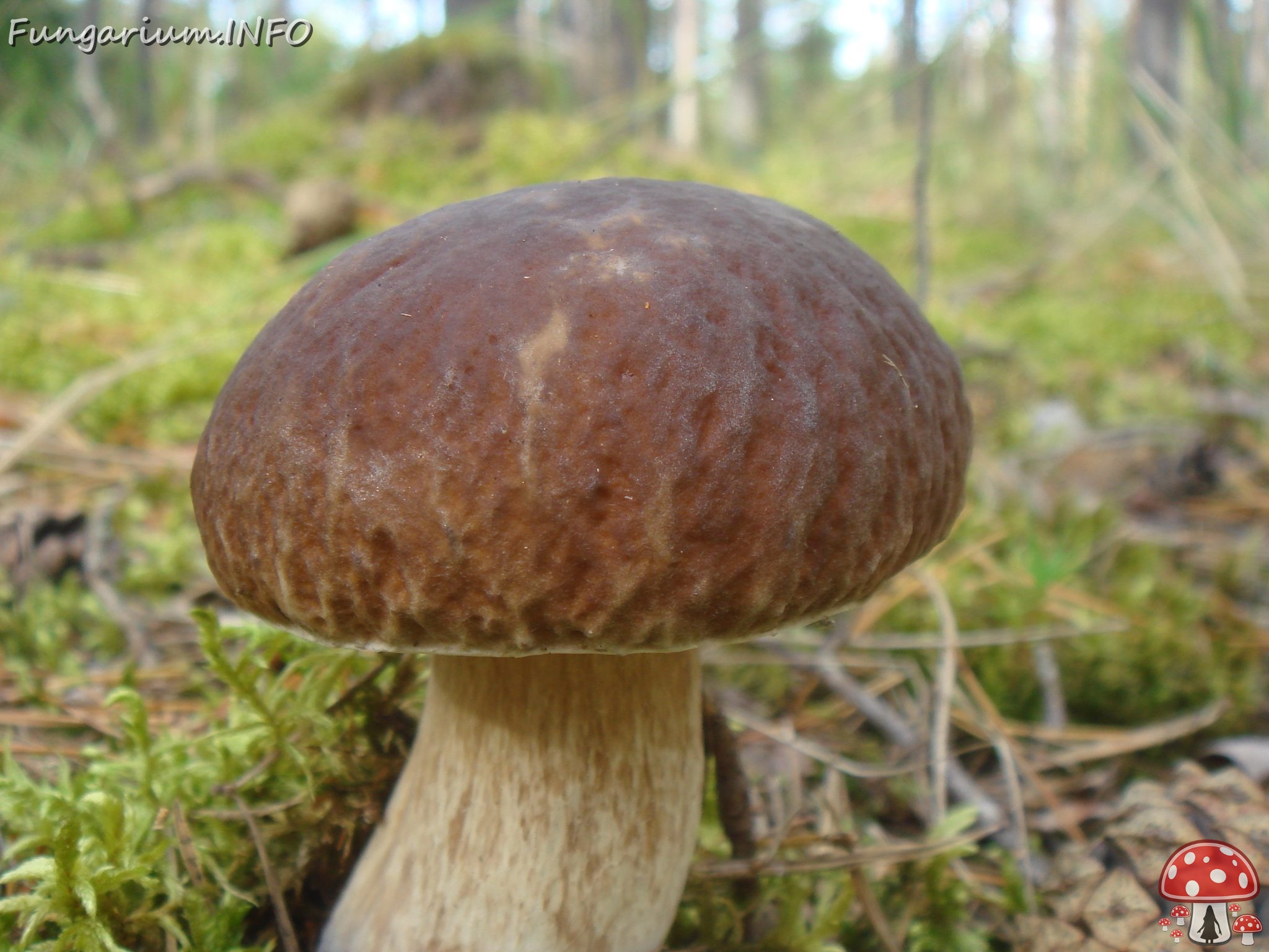 fungi-0004756 