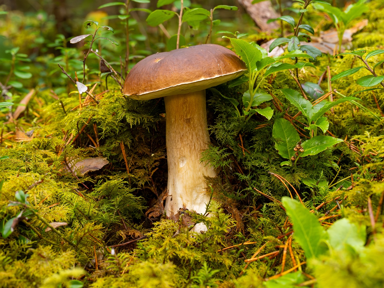 Boletus edulis _2025-09-28_1-11
