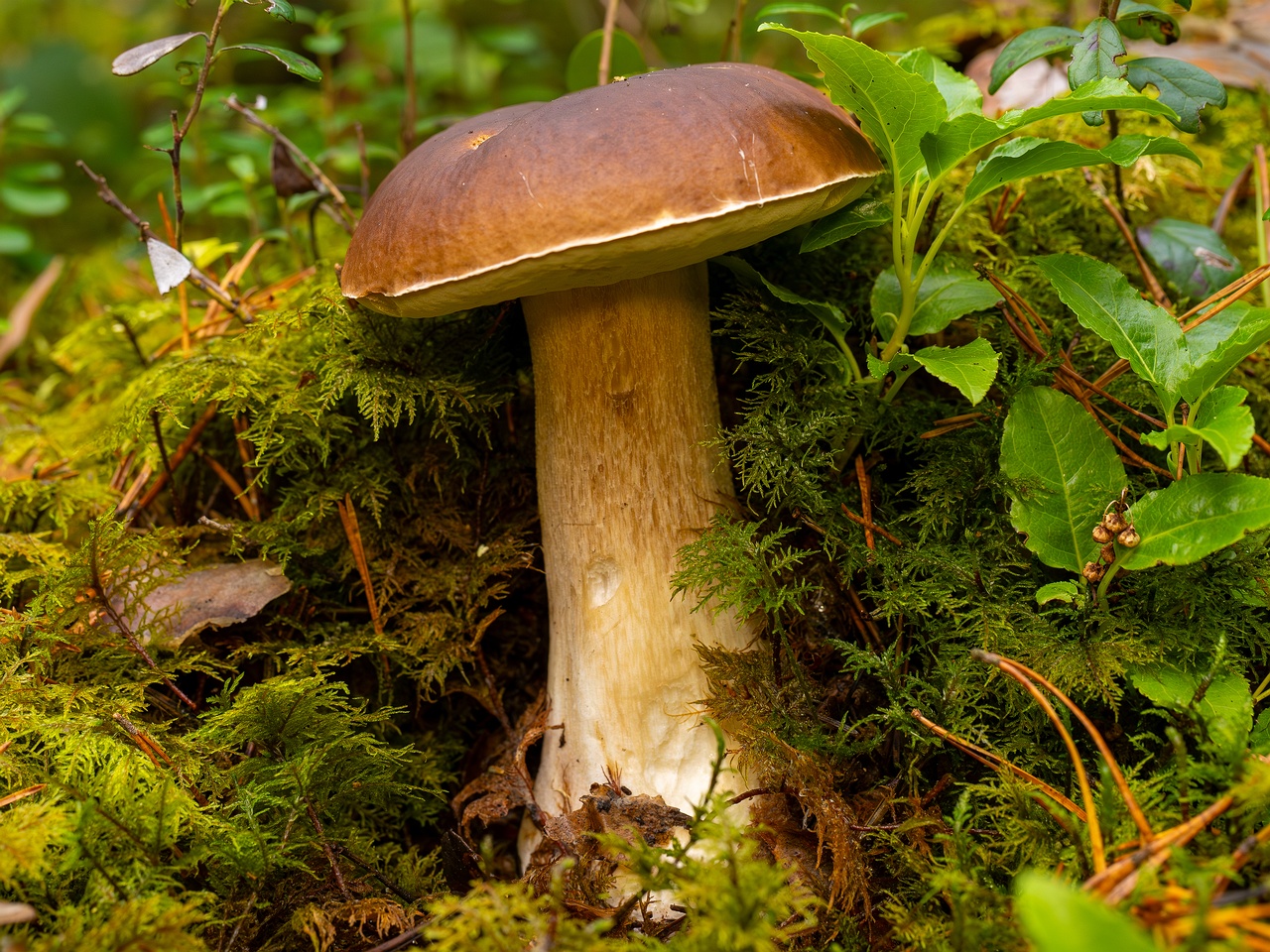 Boletus edulis _2025-09-28_1-8