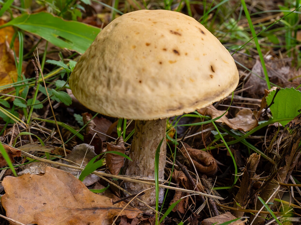 Грабовик ложношершавый - Leccinellum pseudoscabrum