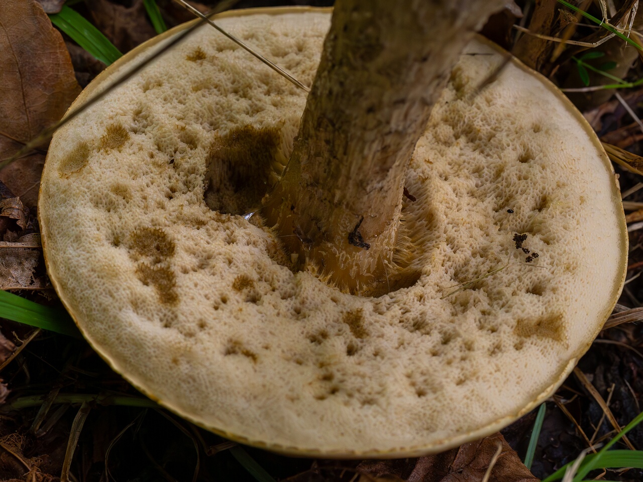 Leccinellum pseudoscabrum _2026-09-19_1-4