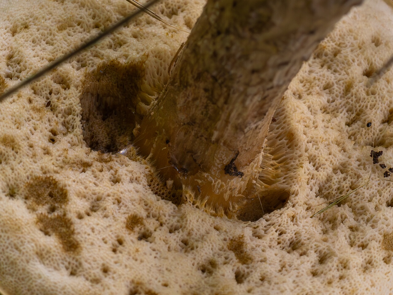 Leccinellum pseudoscabrum _2026-09-19_1-5
