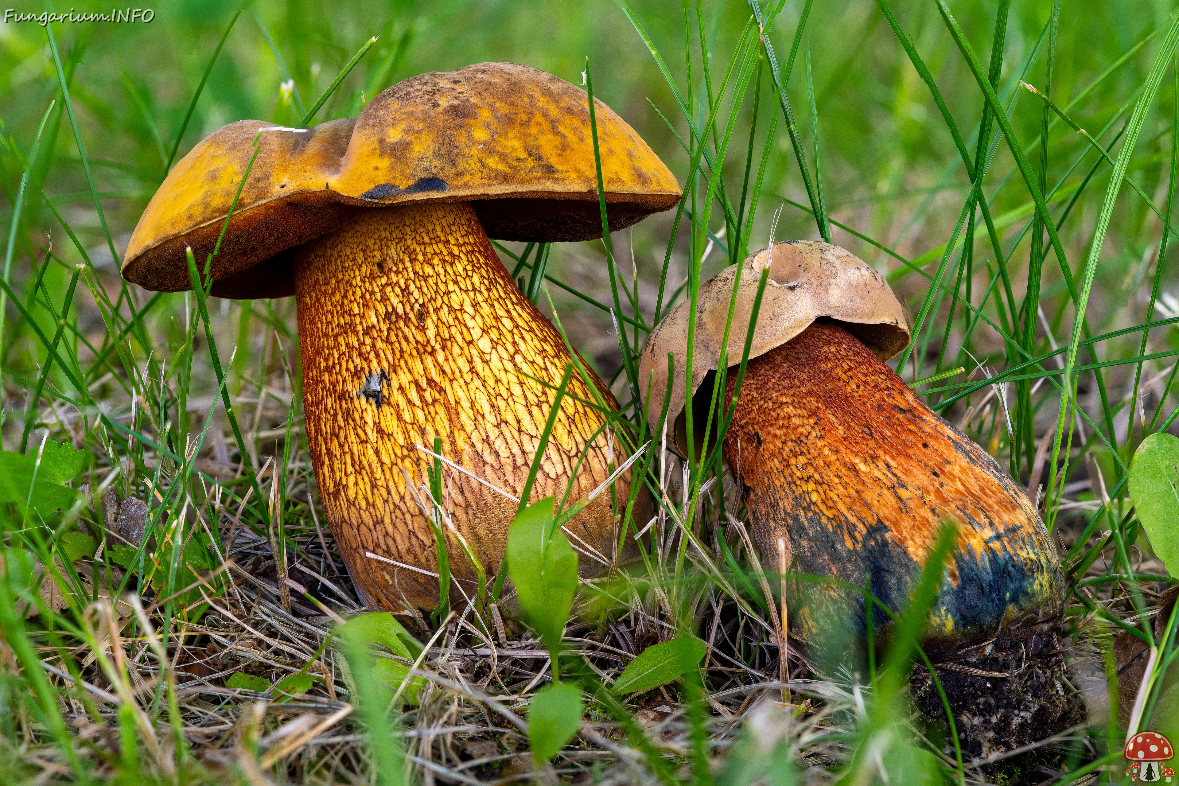 !Suillellus luridus _2025-07-19_1 
